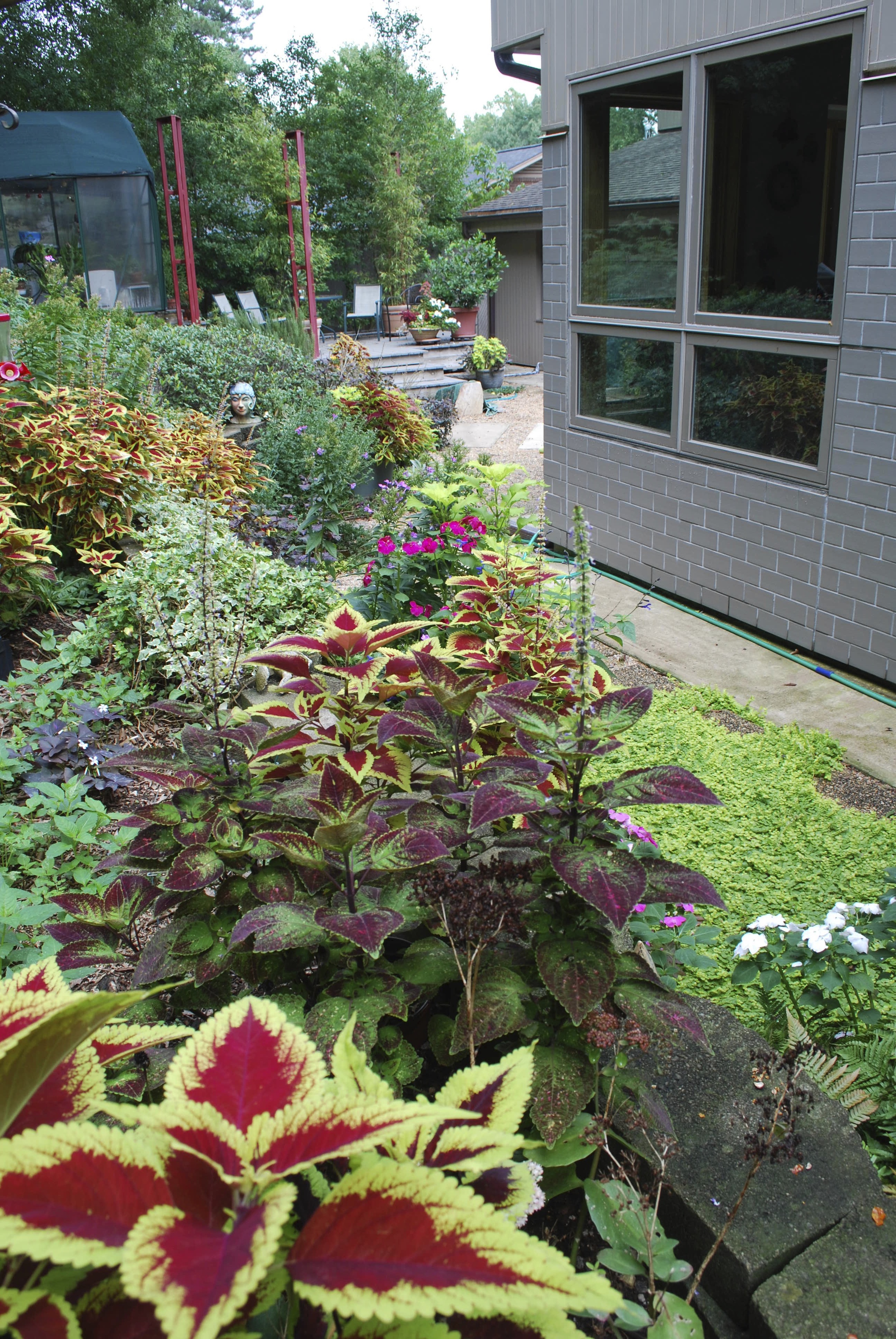 My grandmother introduced me the colorful colia plant. I adore them for their color and hardiness. I save one plant from each color variety to put in my greenhouse for the winter and start enough cuttings in the spring to fill the yard. I simply root them in water and plant them in a small pot so they can develop a good root system. Then I plant them in the garden.