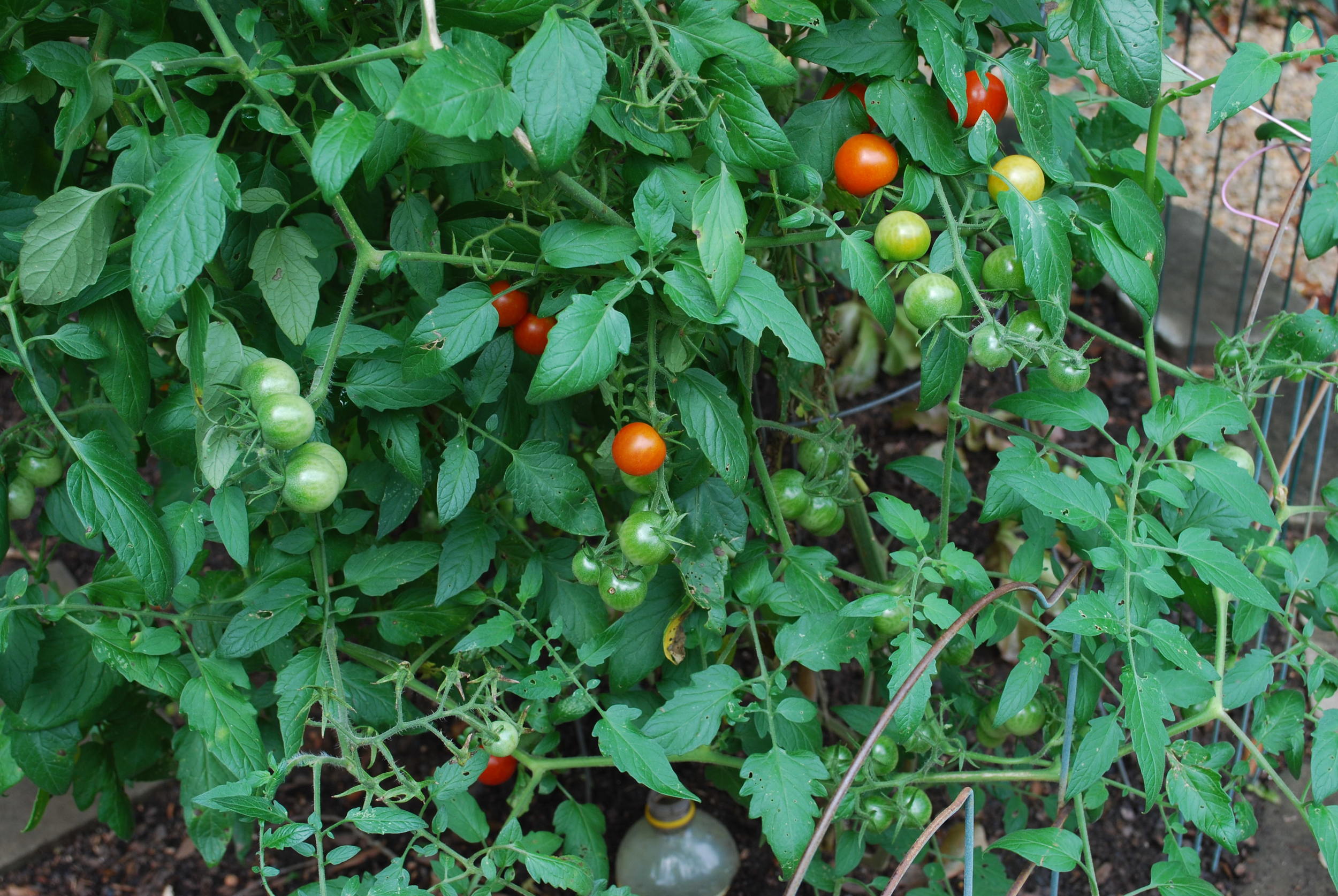 The cherry tomatoes have been prolific this year and have fed us and all my friends at school. They are still going strong and make fabulous broschutto.