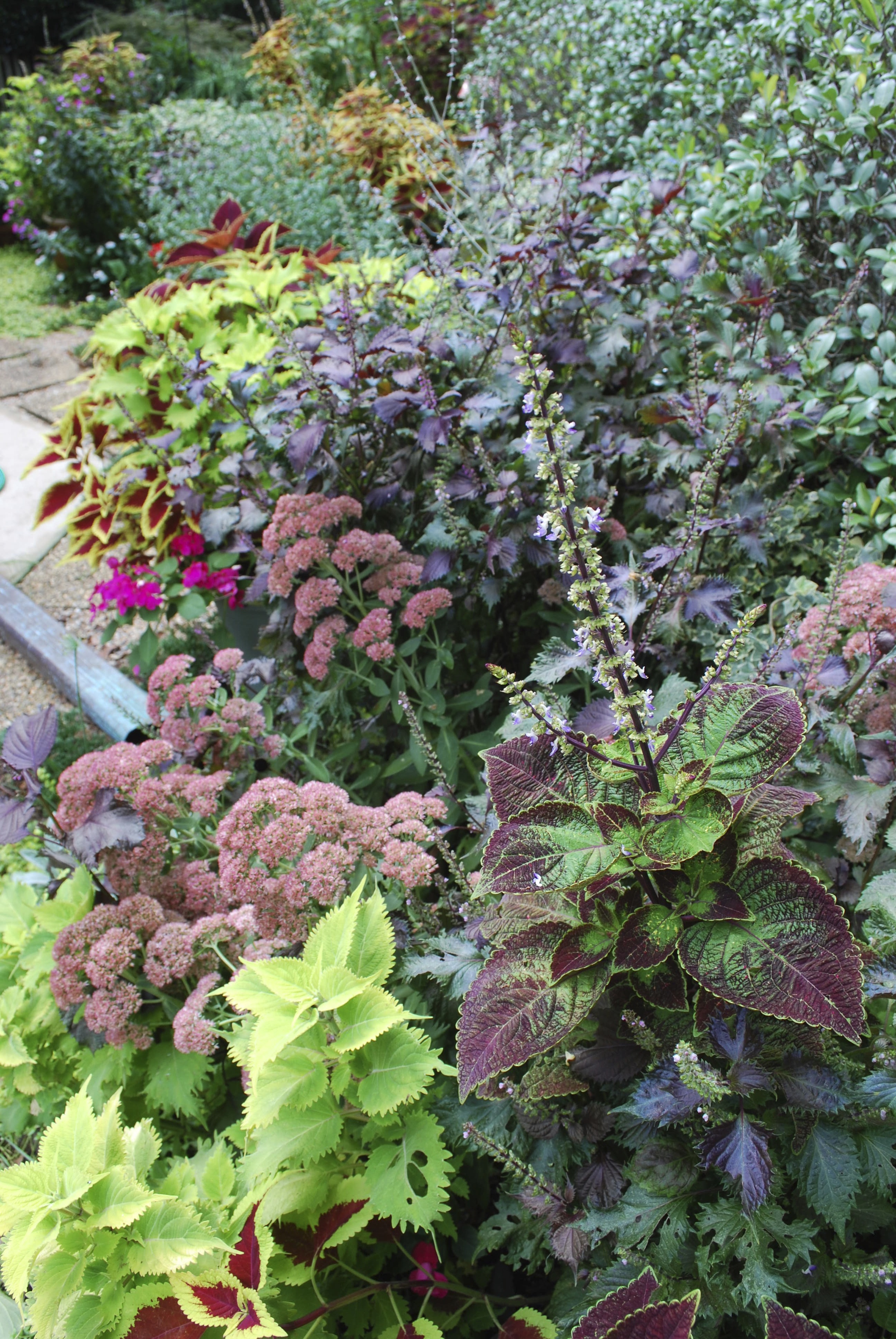 Sedums are another hardy plant that I love year round...