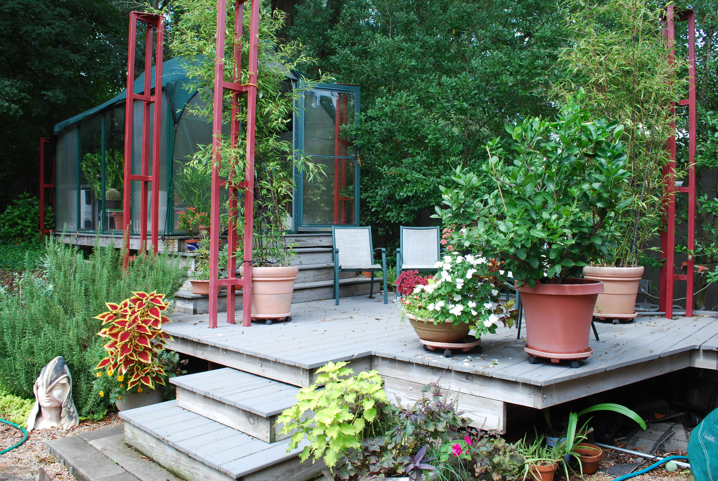 Would you believe Roger built the greenhouse because the lime tree (a birthday present from his sister Linda) in the big pot, mid-right, grew too big to get in the house! 