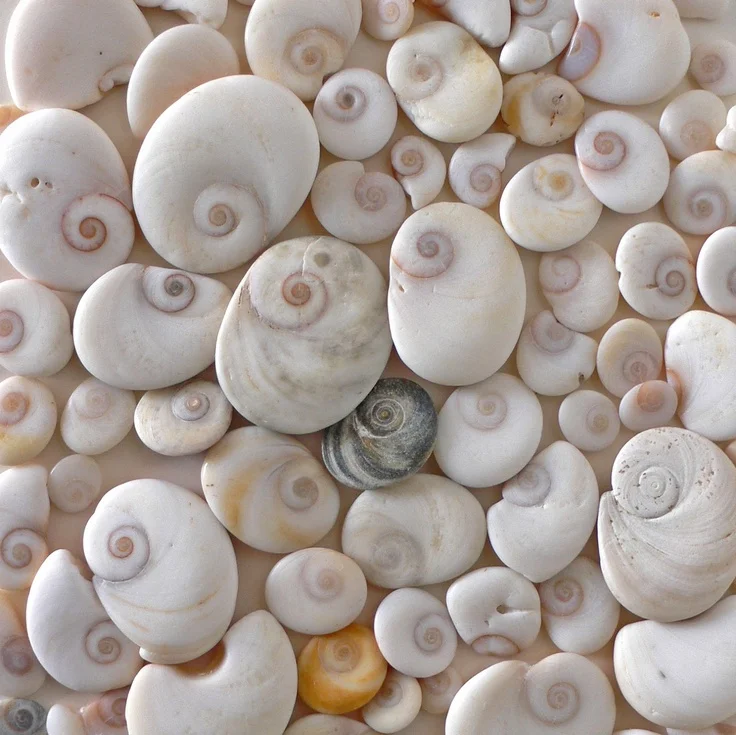 Moon shells.... — Alice Ballard