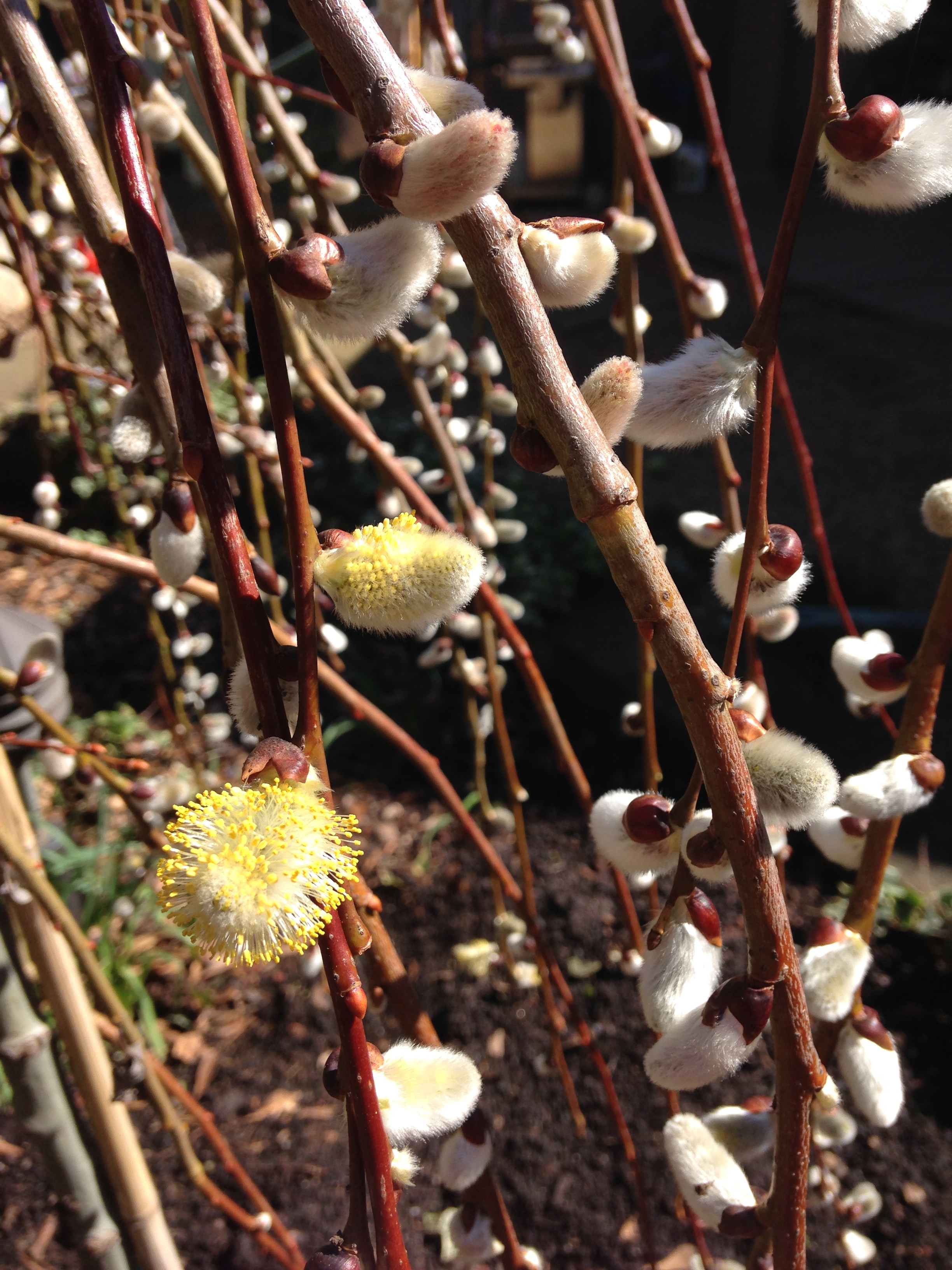 Our newly planted weeping pussy willow. It is the new "Star" in our garden!