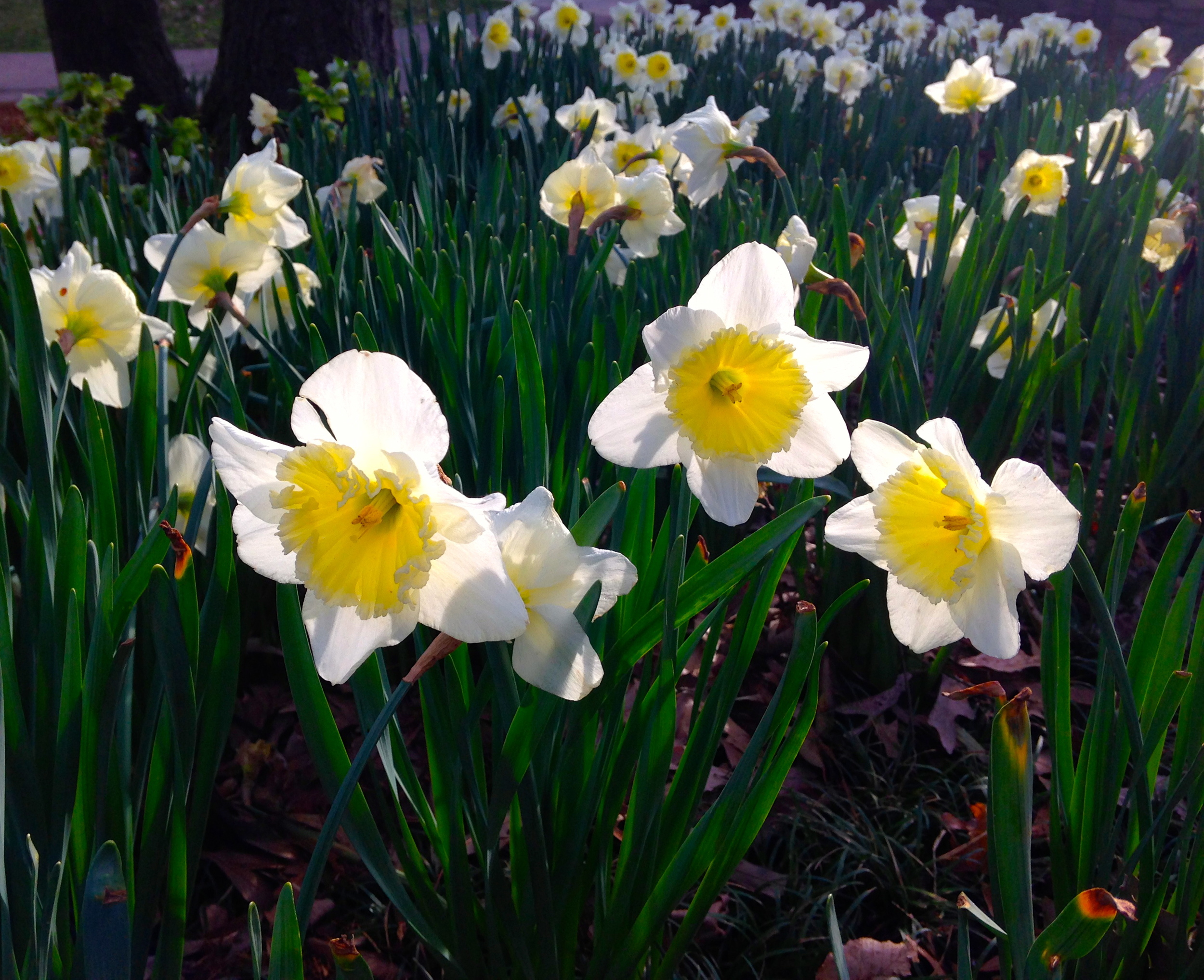 Further affirmation that spring is here. Sunlight through daffodils in Falls Park.
