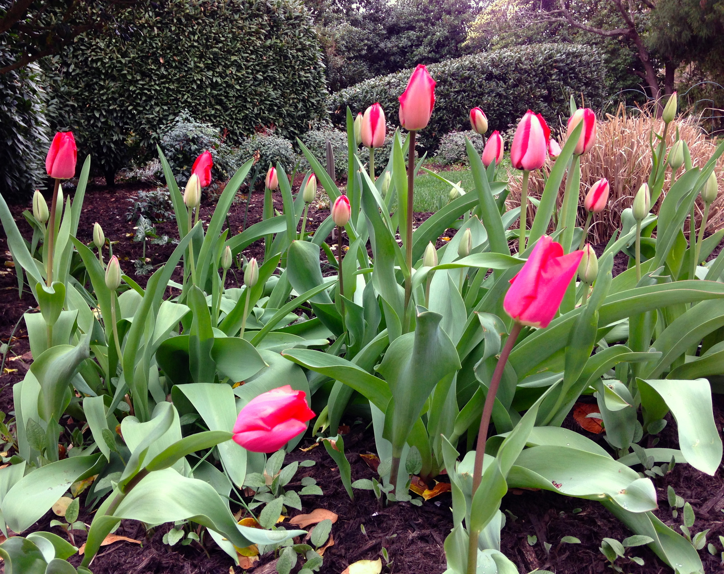 My Mother's favorite flower....Always think of her and my Dad this time of year. When we lived in Paris from from 1955-1958, my Dad would bring my mother tulips from the flower market. Tulips will always remind me of the romance in their relationship until the end. I was 10 years old when we arrived in Paris, a place I adore to this day...