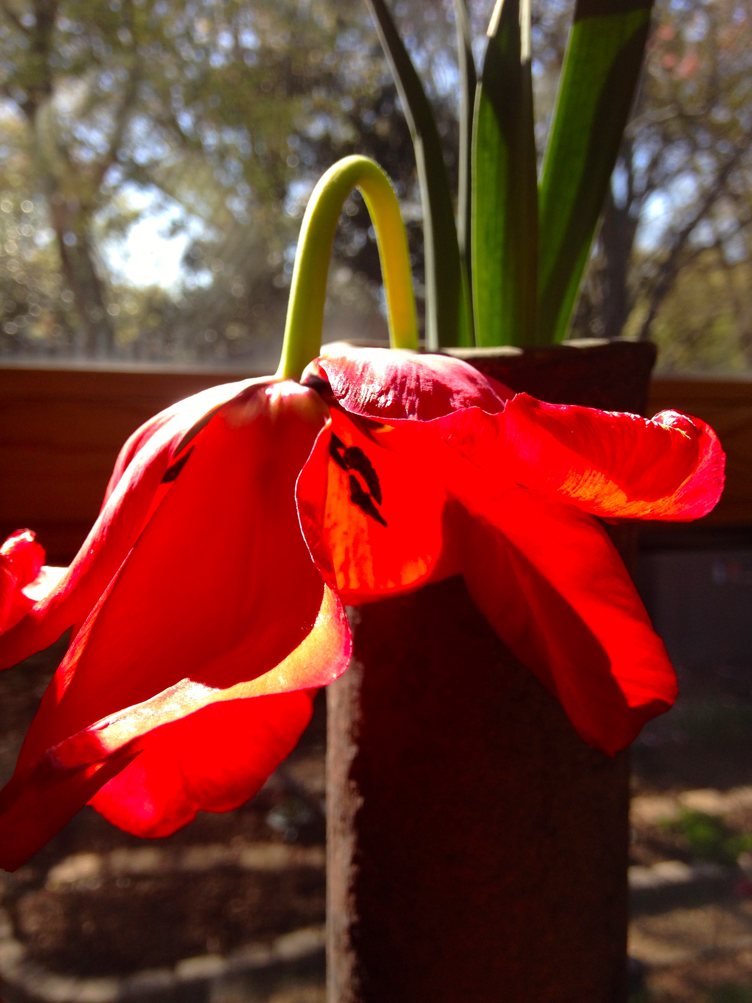Even as they begin to wilt and reach downward toward the earth from which they came, they continue to be elegant and graceful...