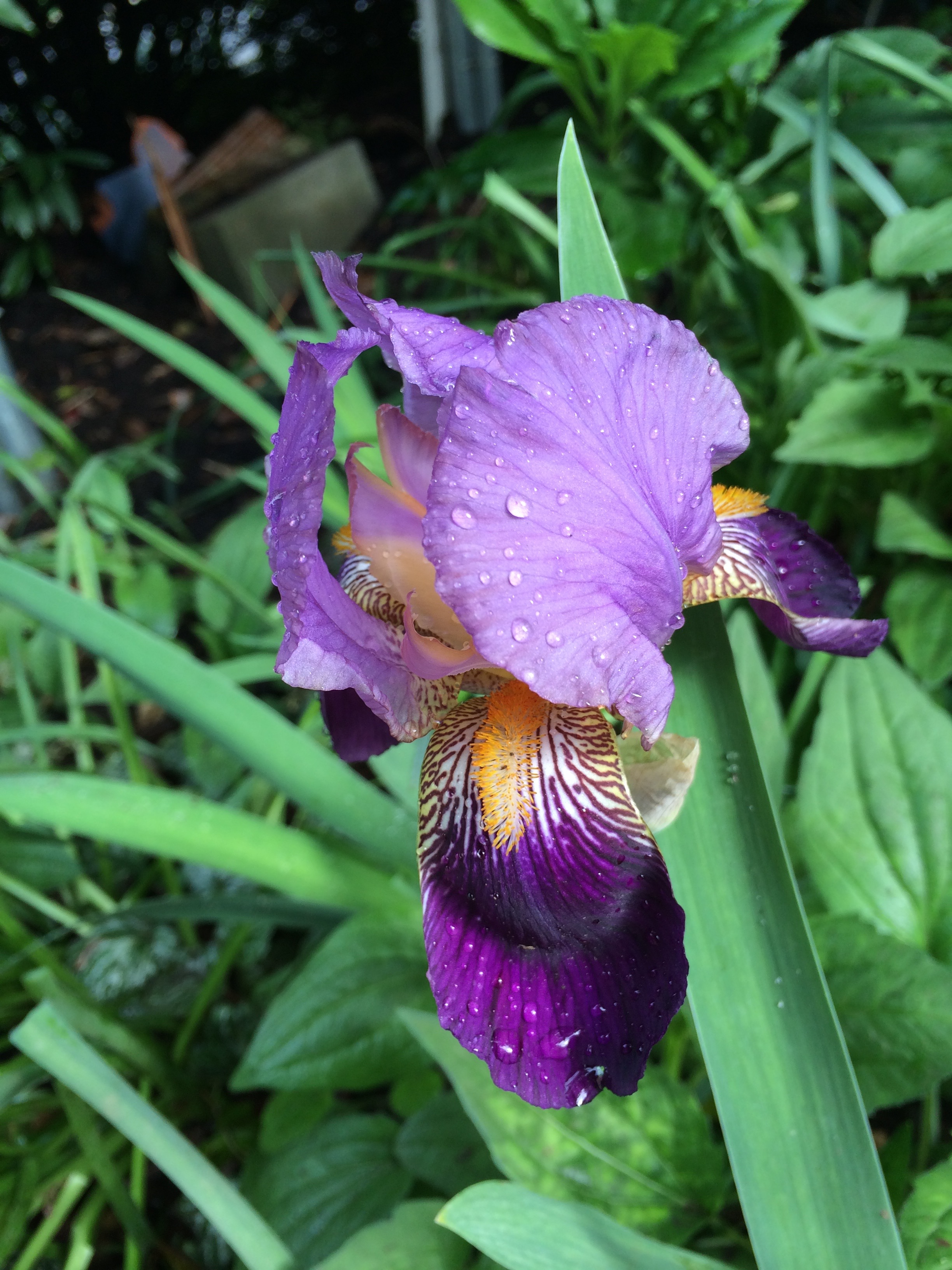 Emily was Roger's Mom. She and I shared a deep love for flowers and gardening. When she passed away and Roger was packing up her house in Tulsa, Oklahoma, I told him to pull up some of her favorite iris, put them in a box and mail them. He did and now Emily's iris are not only blooming in mass in front of our home but you can see them up and down our street in front of other people's mailboxes who also loved them! They are the old fashioned scented kind that also happen to be very hardy. I am sure Emily would be delighted!