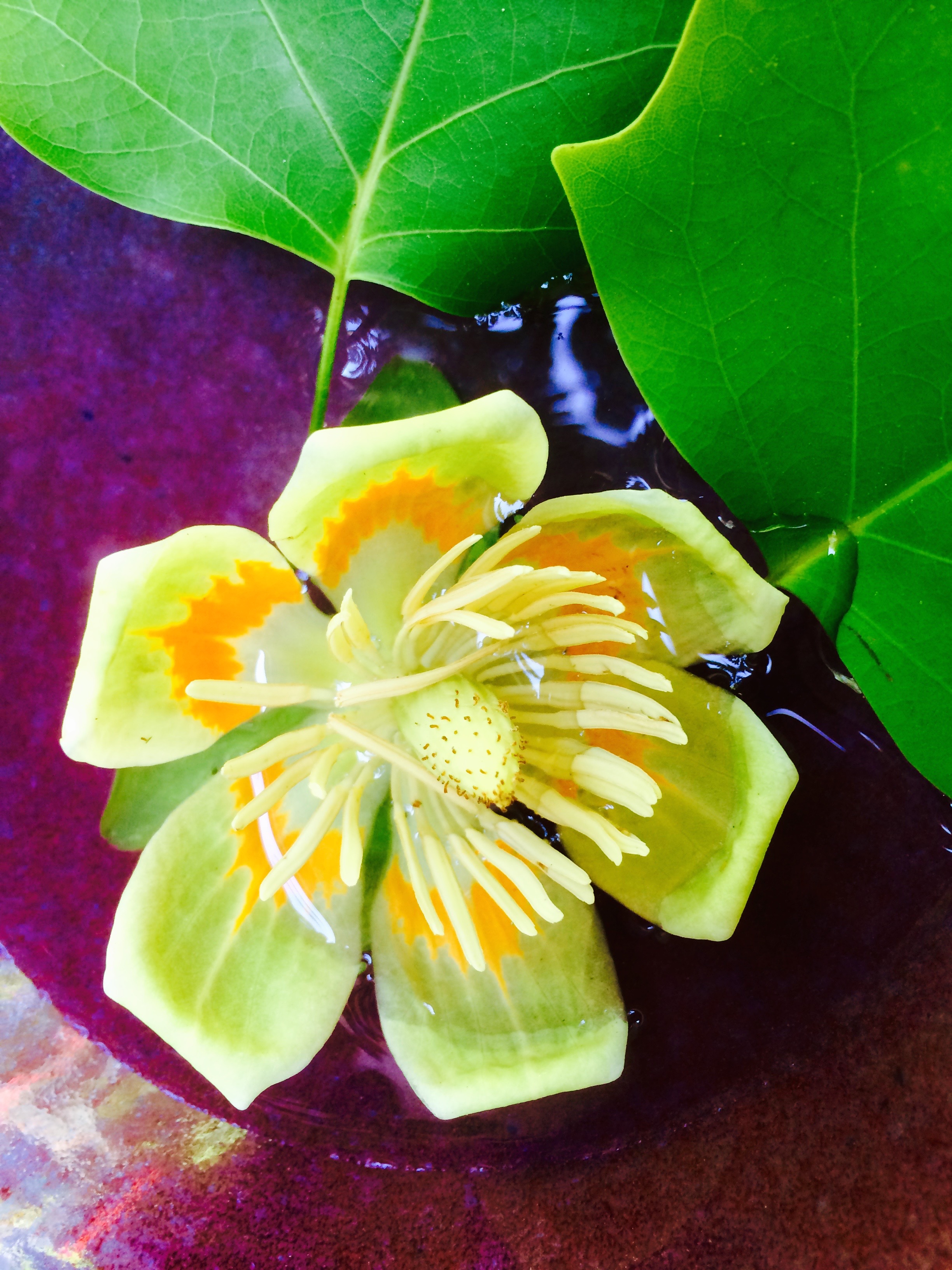 I wondered why I was always attracted to soft shades of orange and green until I picked this up in Falls Park on our morning walk....a fallen bloom from a tulip poplar tree!