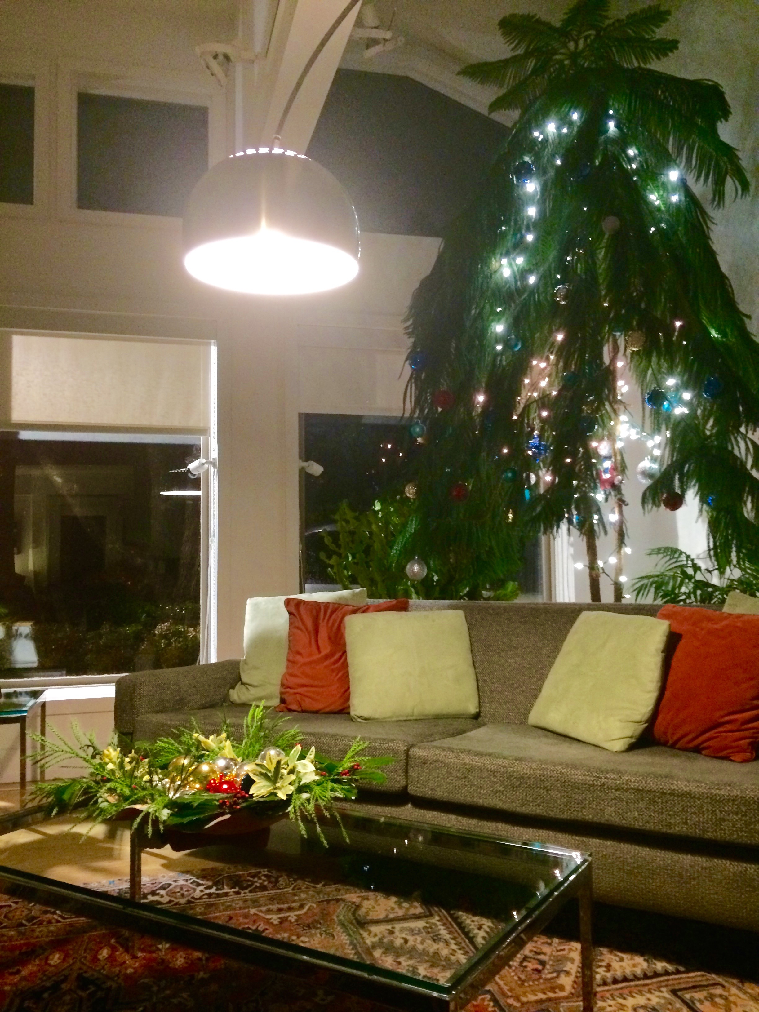 Every year my 21 year old Norfolk Pine that started off at about 24 inches, is decked out for Christmas. It started as a tiny Christmas tree for my students at CCES and eventually came home to be our Christmas tree. It makes me sigh when I think what an old friend it has become...