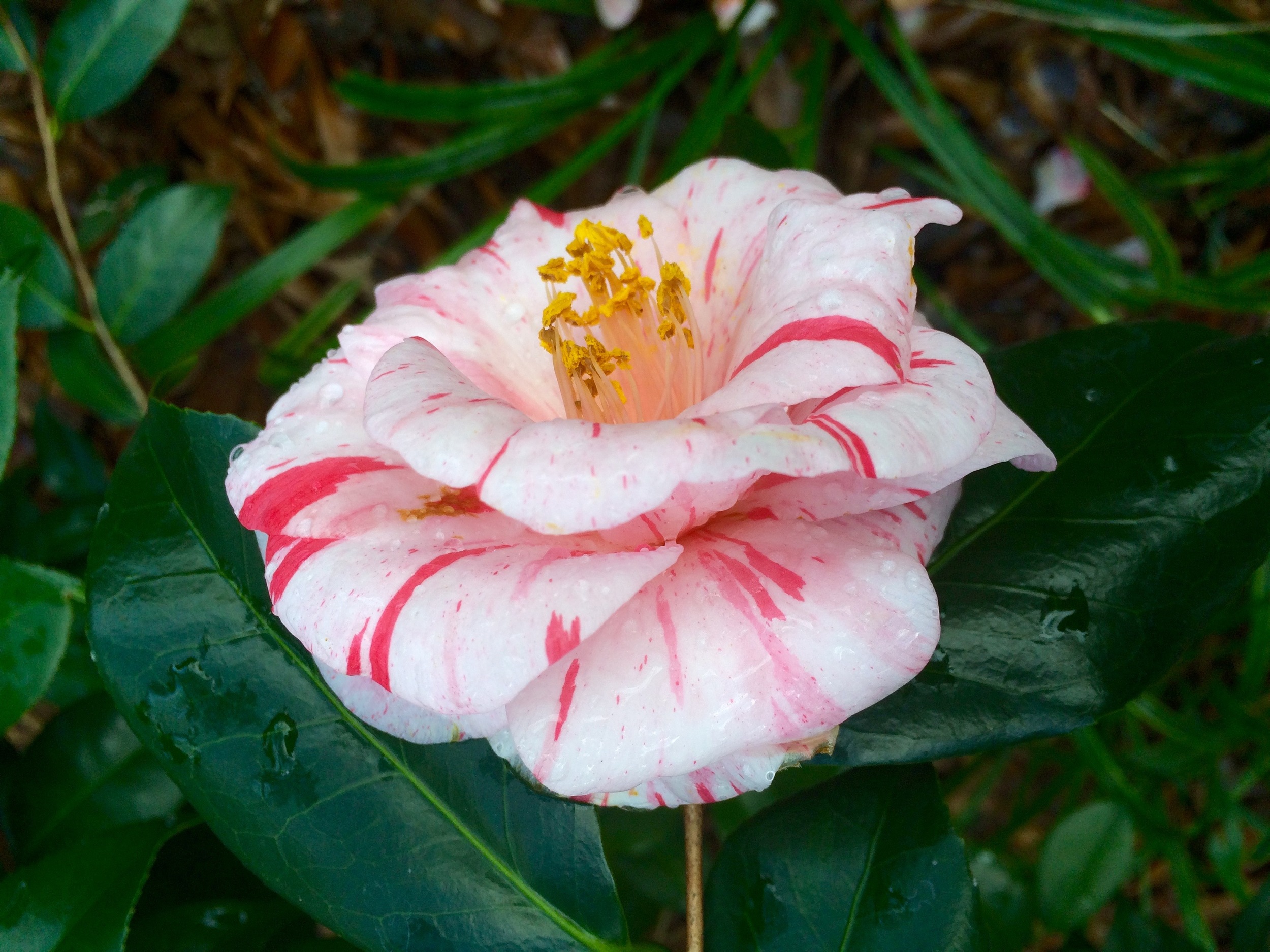 As you can see, this Camellia bloom is a real "looker"!