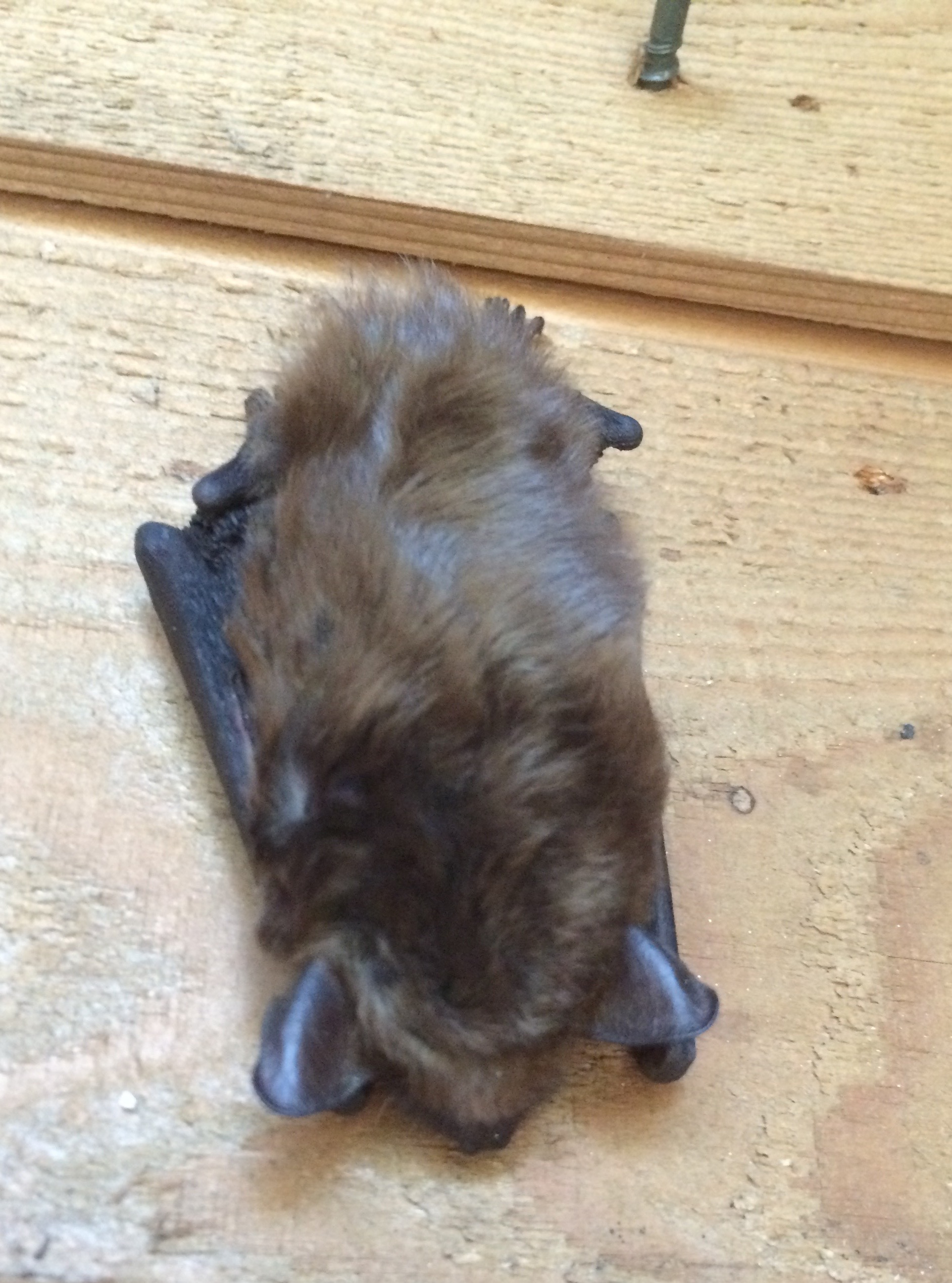 There attached to the cedar siding was this precious, tiny brown bat!!!! You can see his little ears at the bottom and his folded wings along side his inverted, furry, little body. I was so surprised and excited to see this tiny fellow up close, that I had to show him (or her) to my husband Roger. Then, I carefully replaced the protective sun face in a way that would not disturb this tiny sleeper.... I still sigh when I think about it. It seemed like such gift and a privilege to have such a lovely encounter.