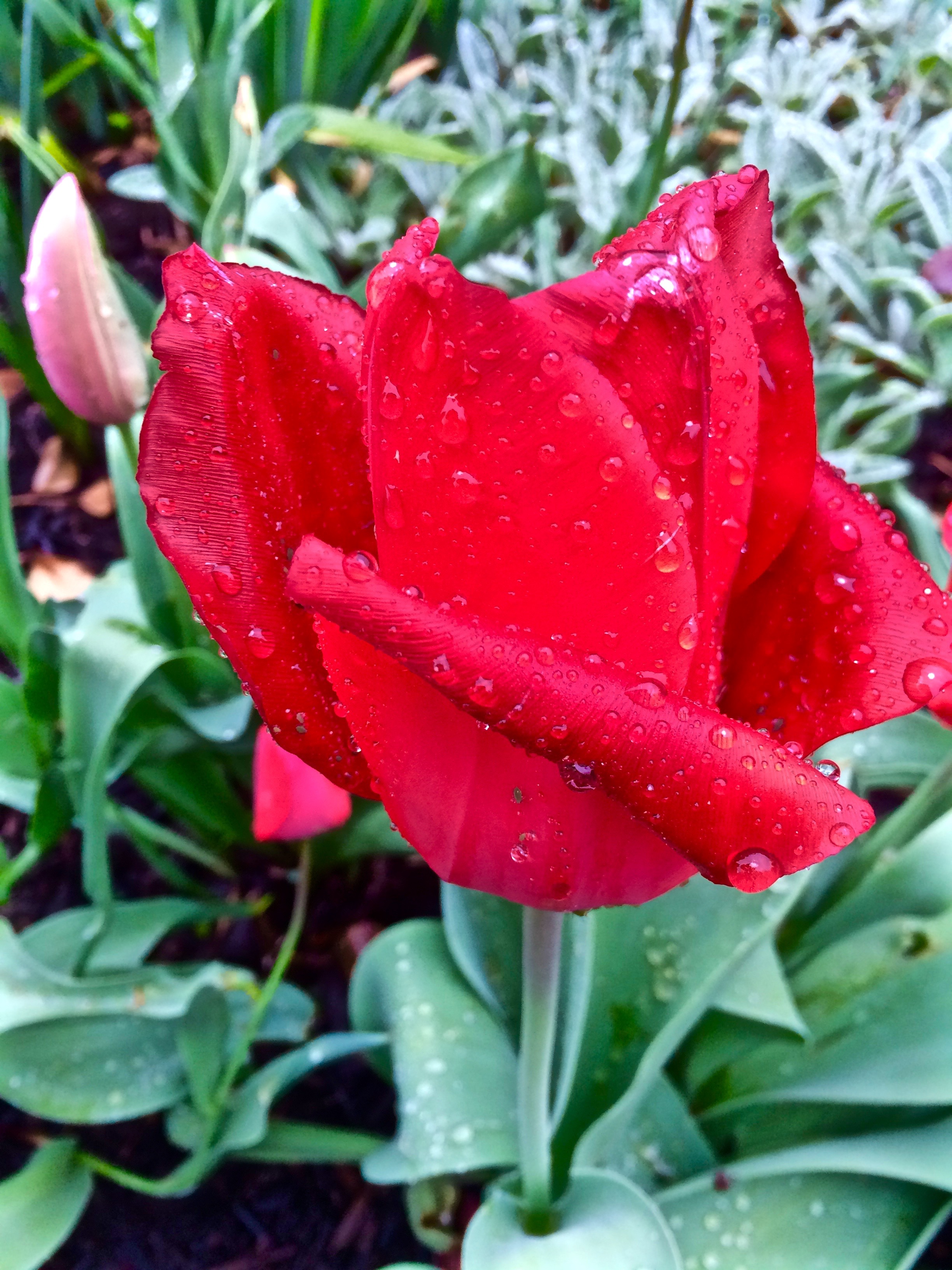 One of my tulips that has returned for a second year. Did I mention that tulips always remind me of Easter.