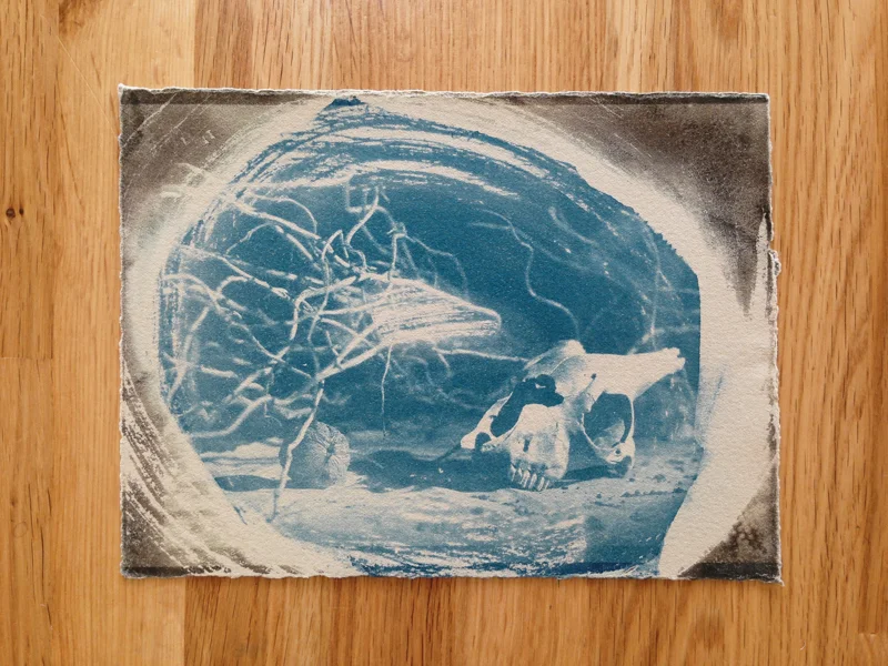 Cyanotype & Argyrotype Combo, 2011