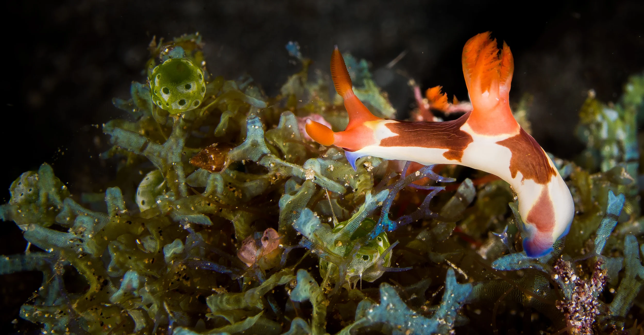 Bali_Komodo_2015-15.jpg