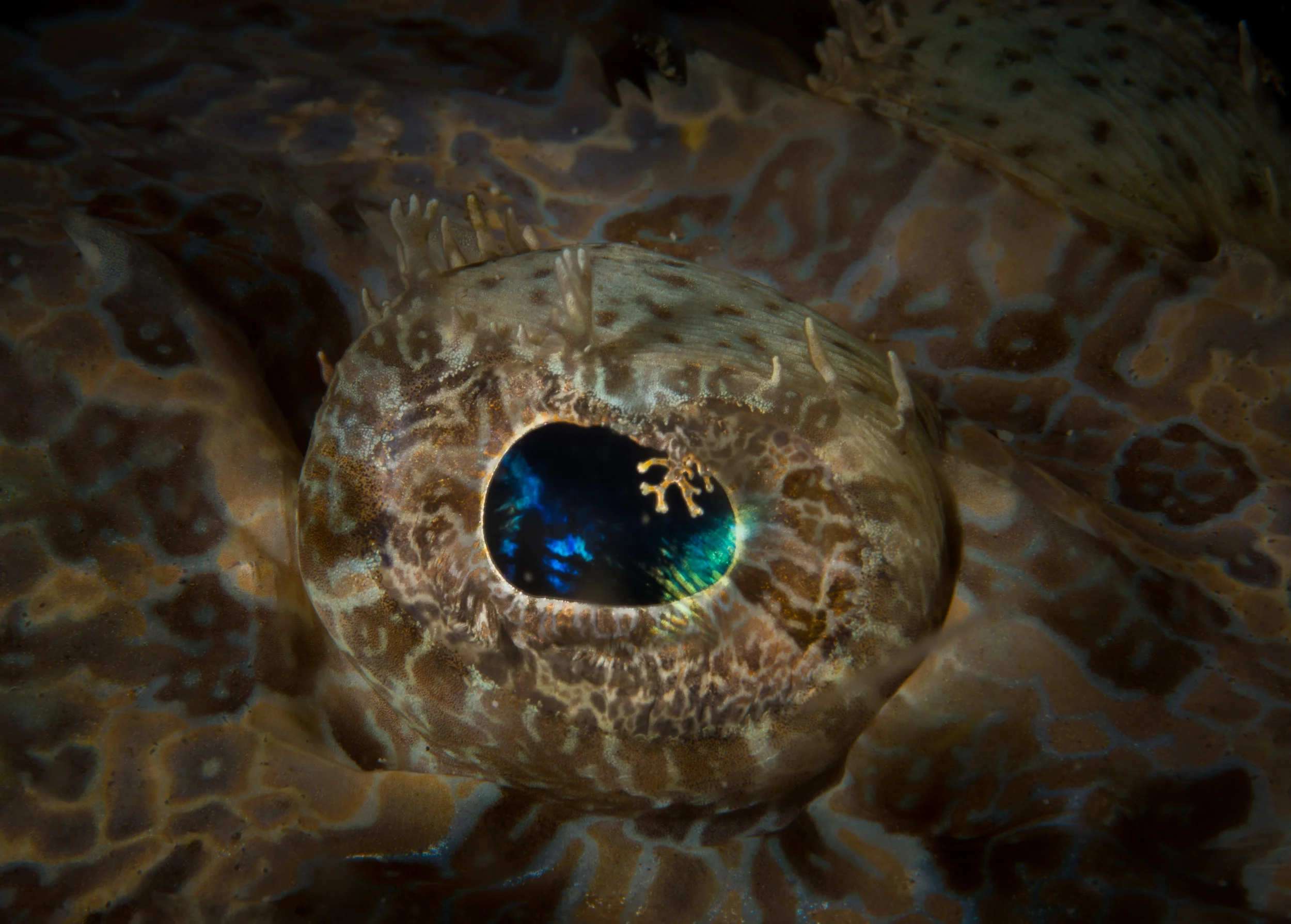 Bali_Komodo_2015-27.jpg