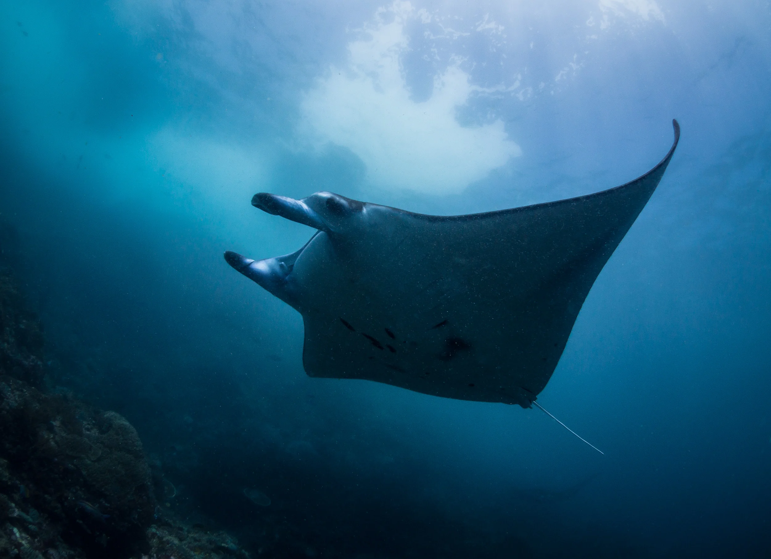 Bali_Komodo_2015-31.jpg