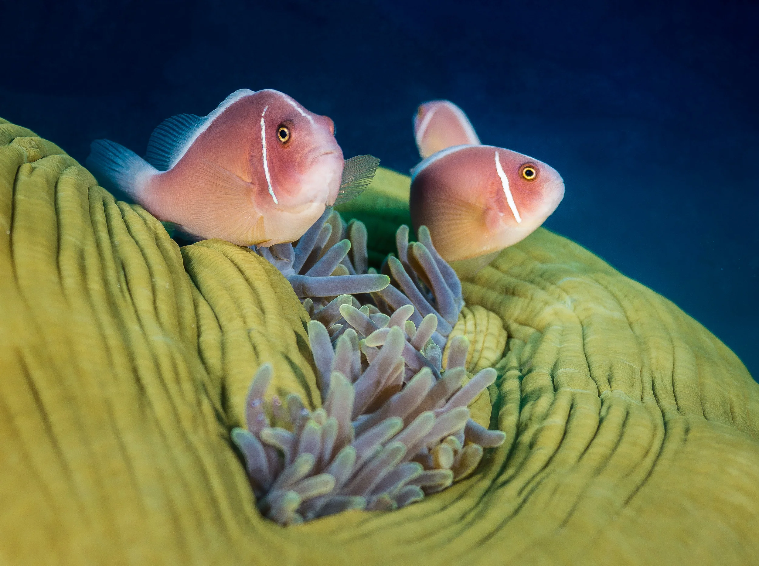 Bali_Komodo_2015-42.jpg
