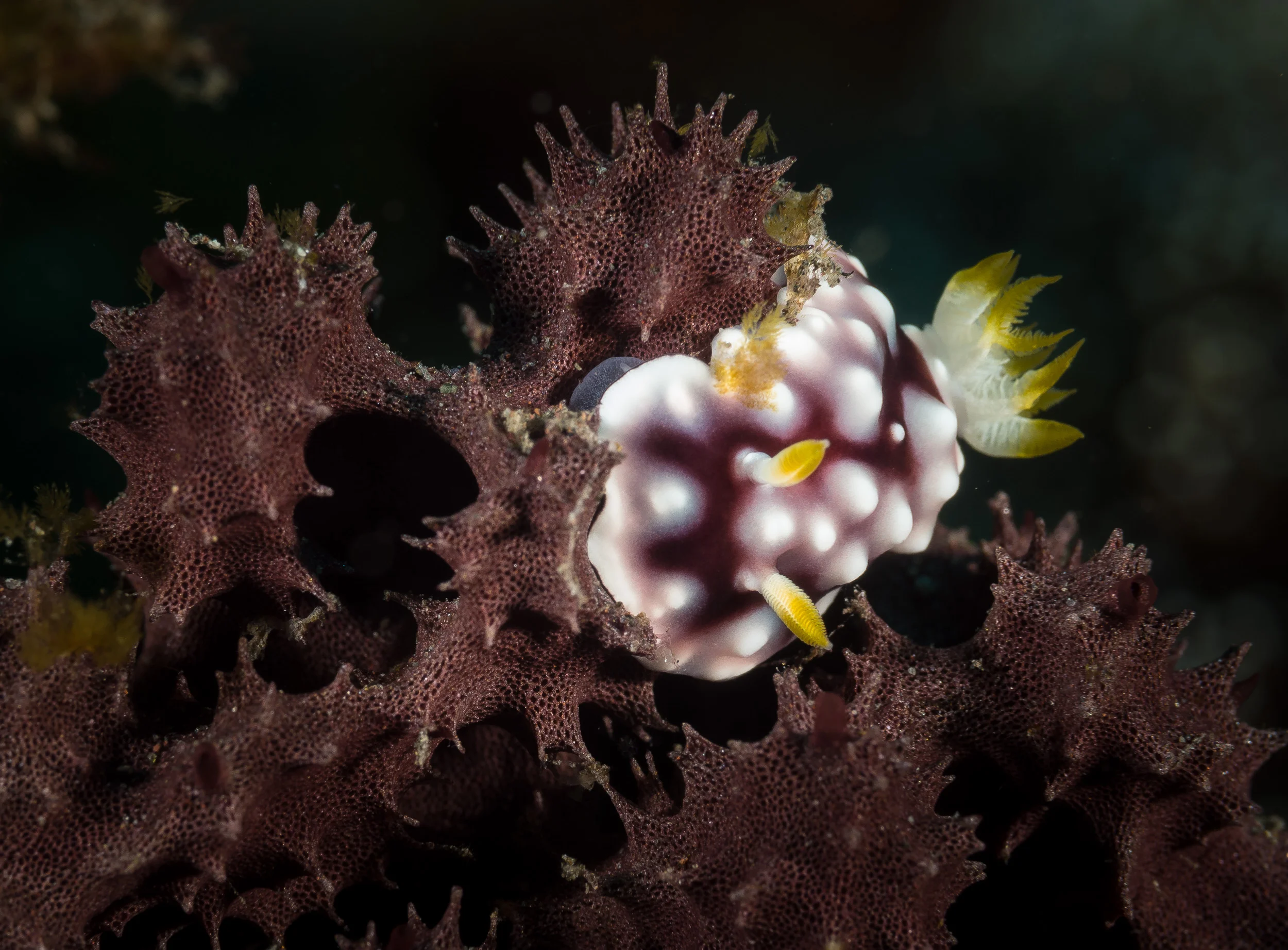 Bali_Komodo_2015-46.jpg
