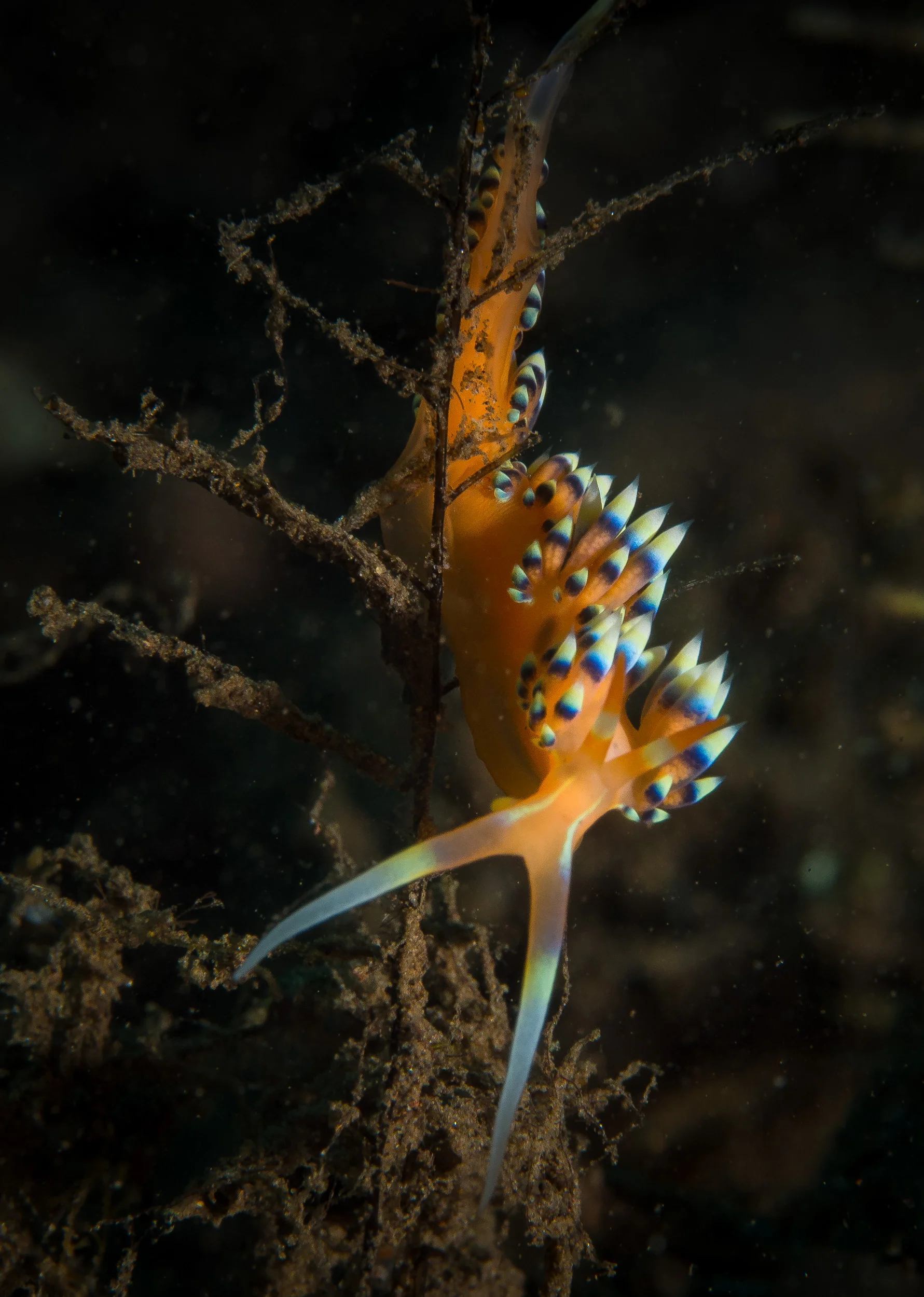 Bali_Komodo_2015-49.jpg
