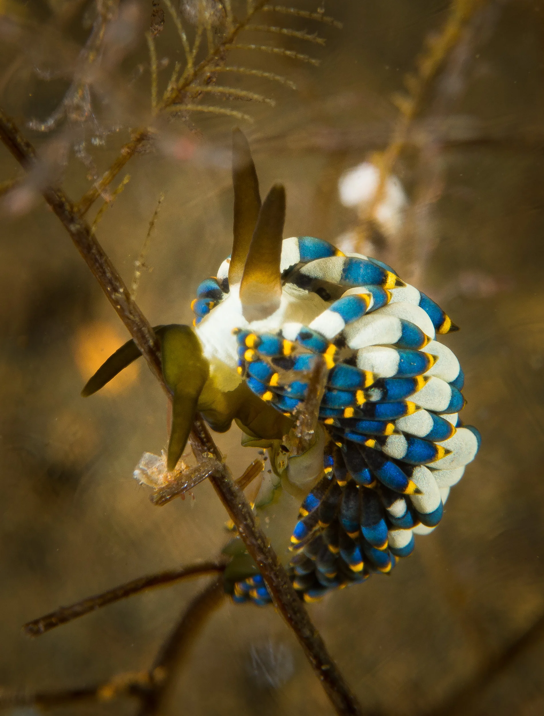 Bali_Komodo_2015-51.jpg