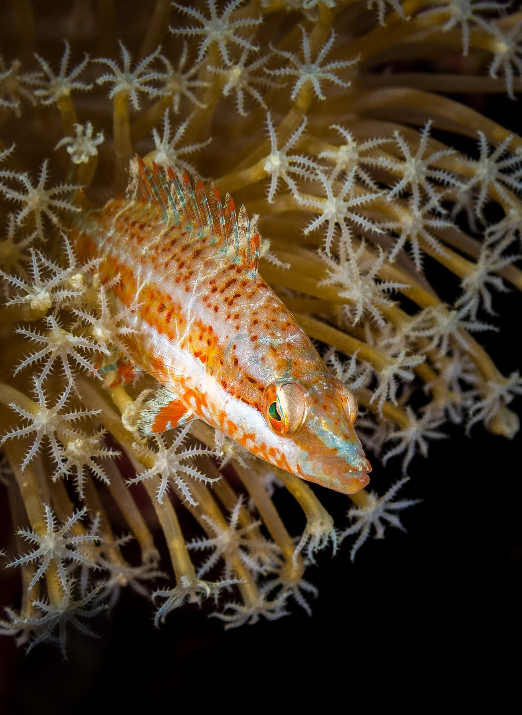 Bali_Komodo_2015-62.jpg