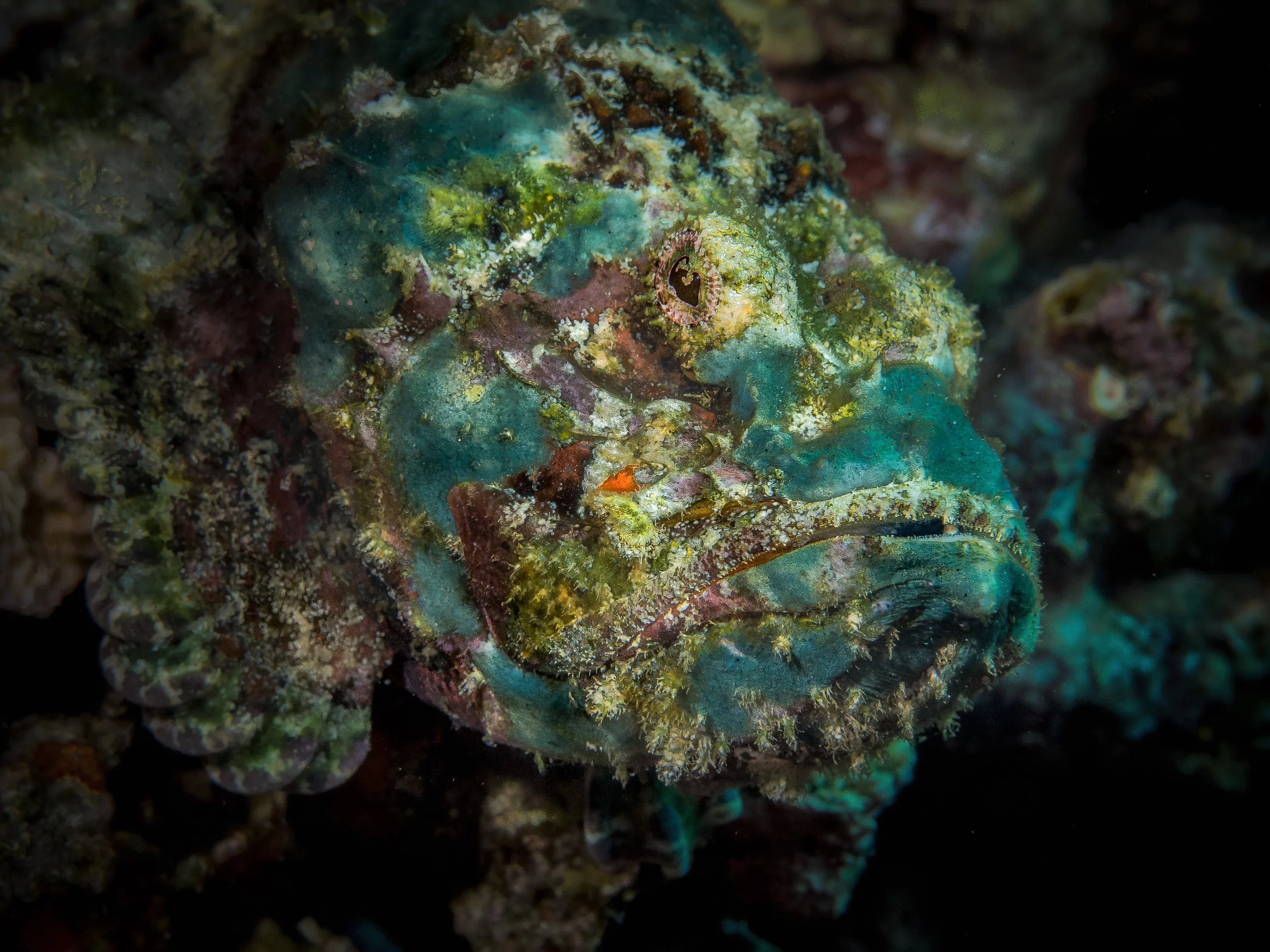 Bali_Komodo_2015-72.jpg