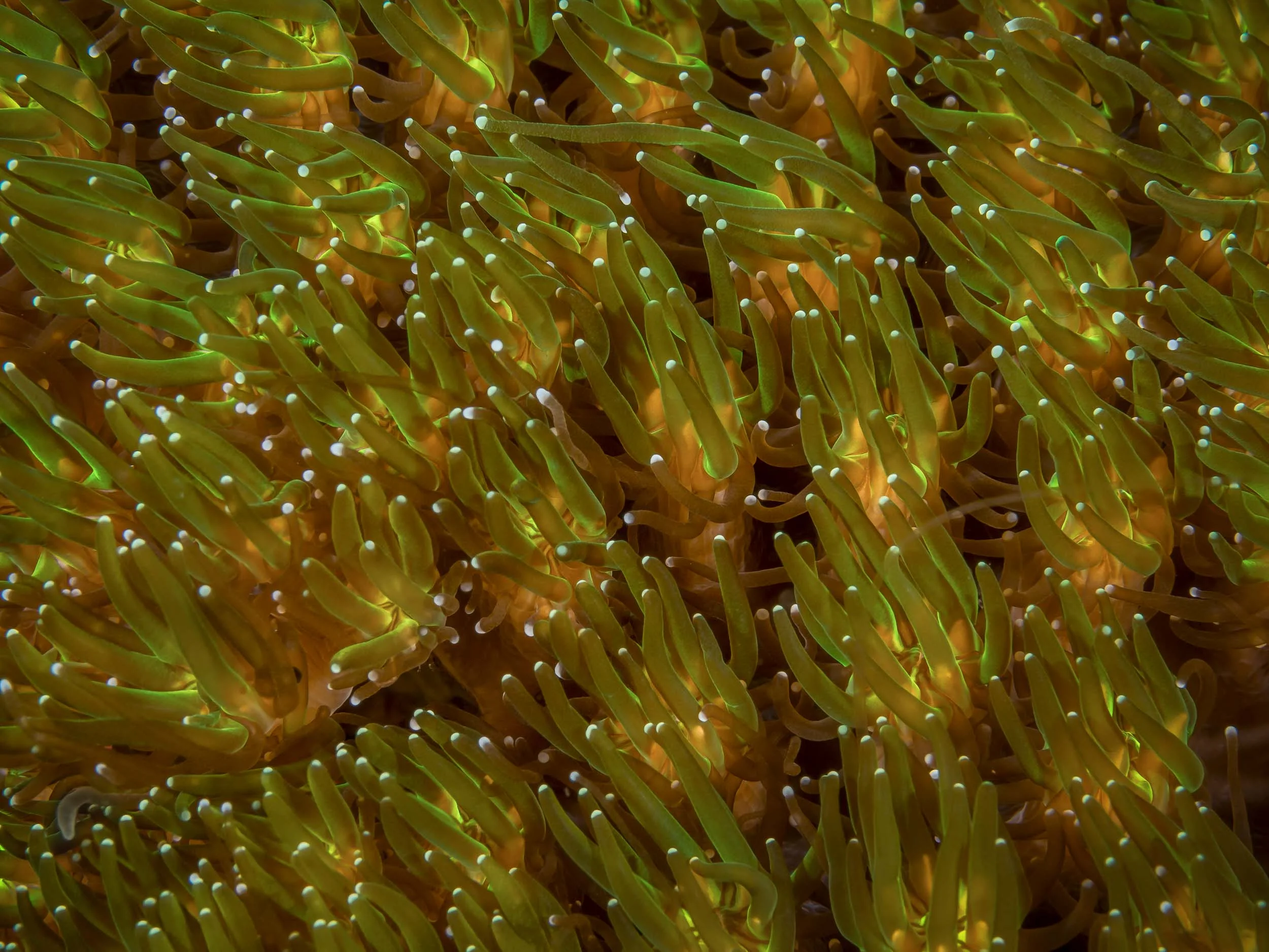Bali_Komodo_2015_abstract_2500-1.jpg
