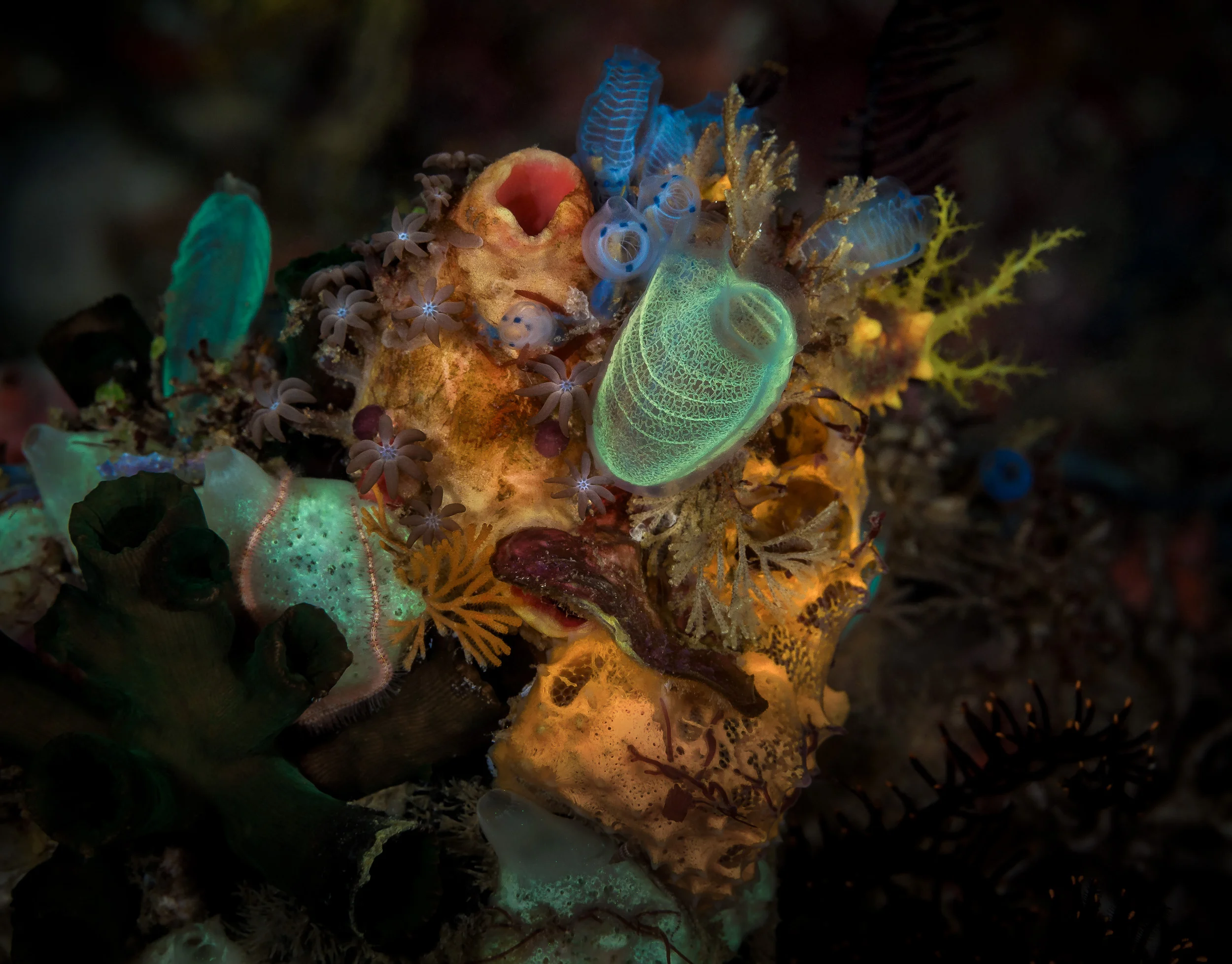 Bali_Komodo_2015_zauberberg.jpg