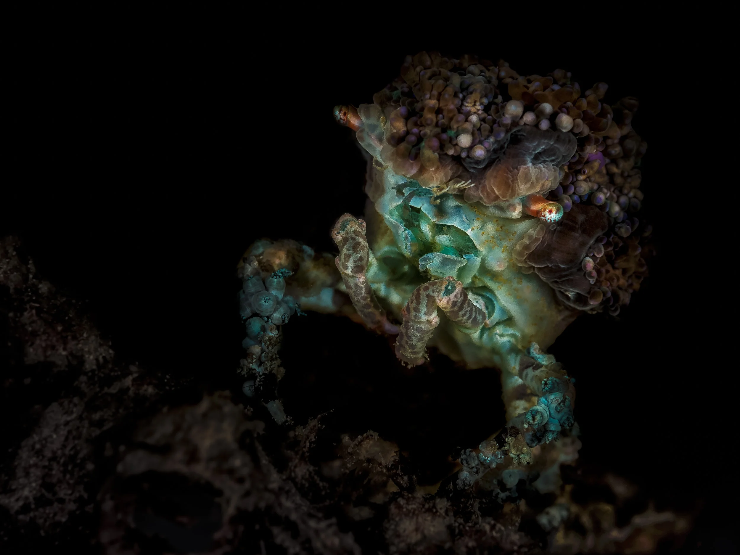 Bali_Komodo_2015_spacecrab_2500.jpg