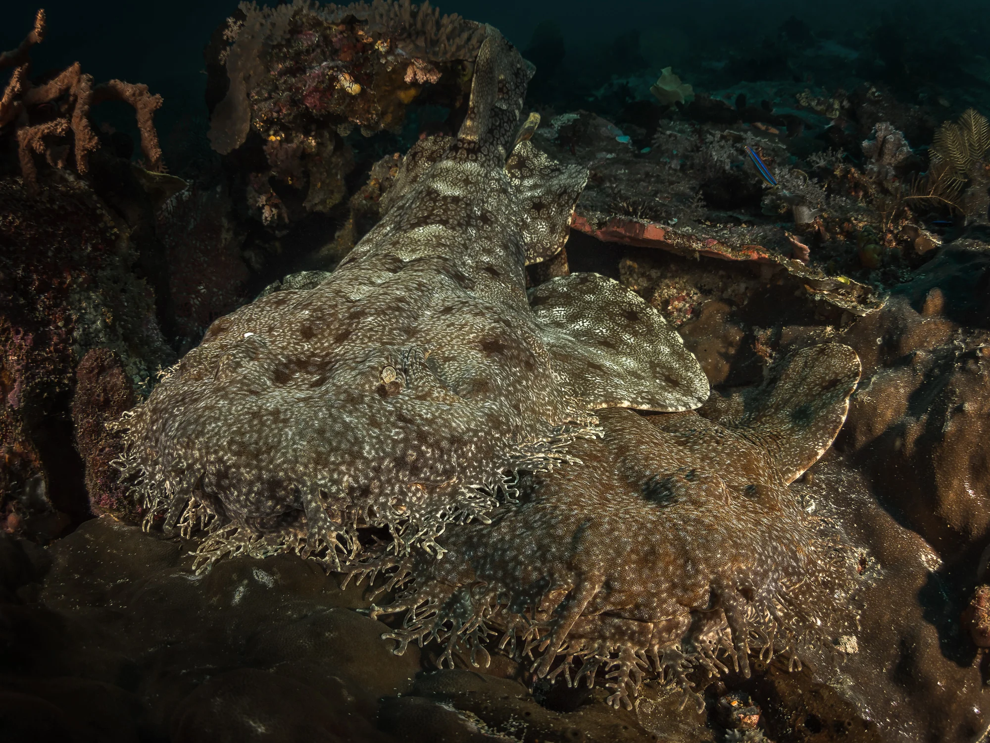 wobbegong_2000.jpg