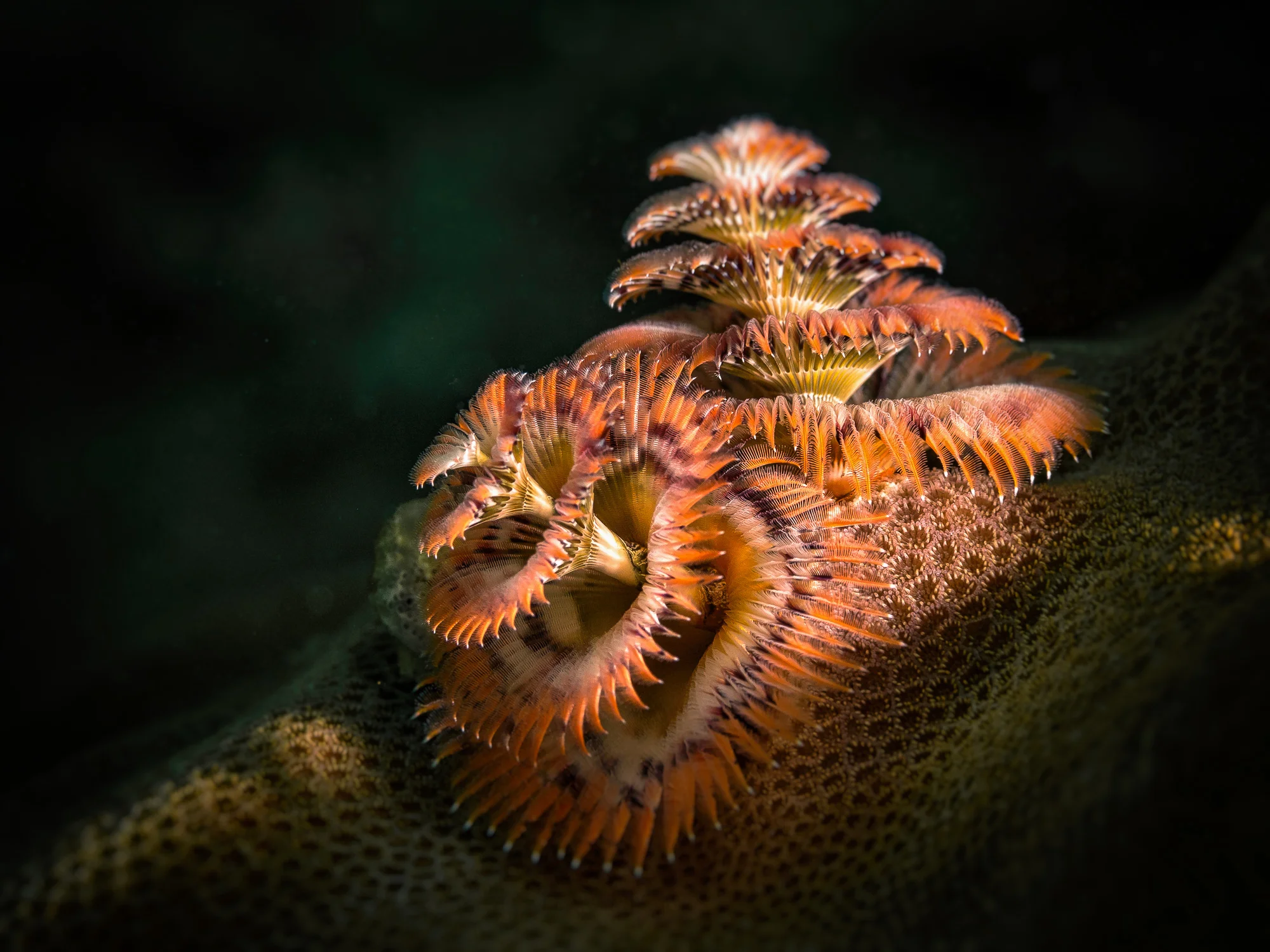 christmastreeworm_2000.jpg