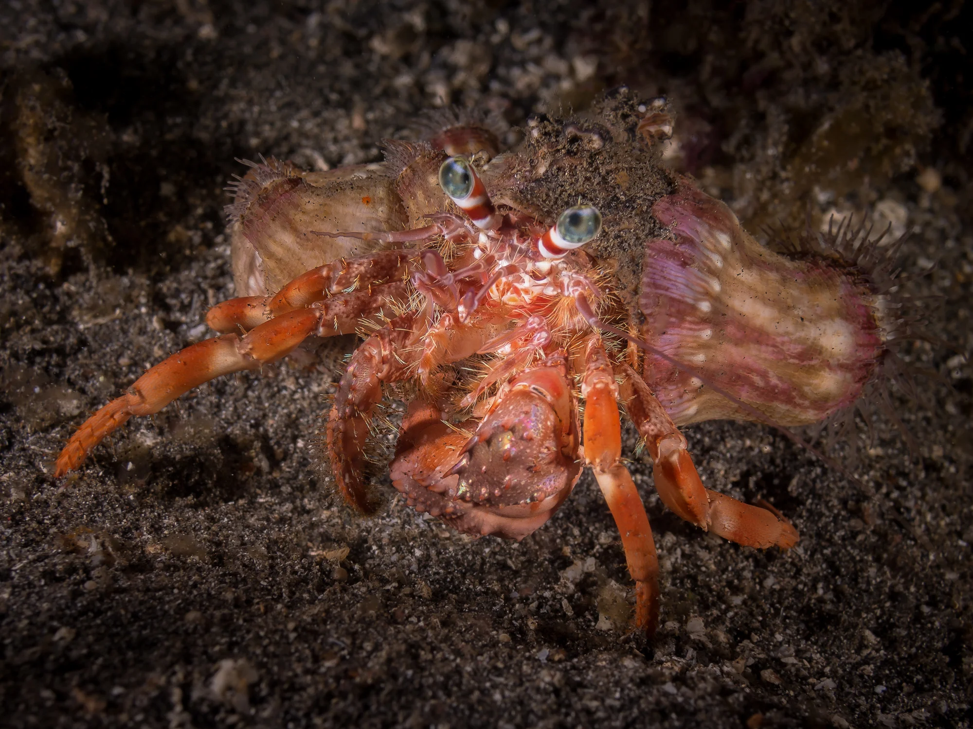 decorated crab_2000.jpg