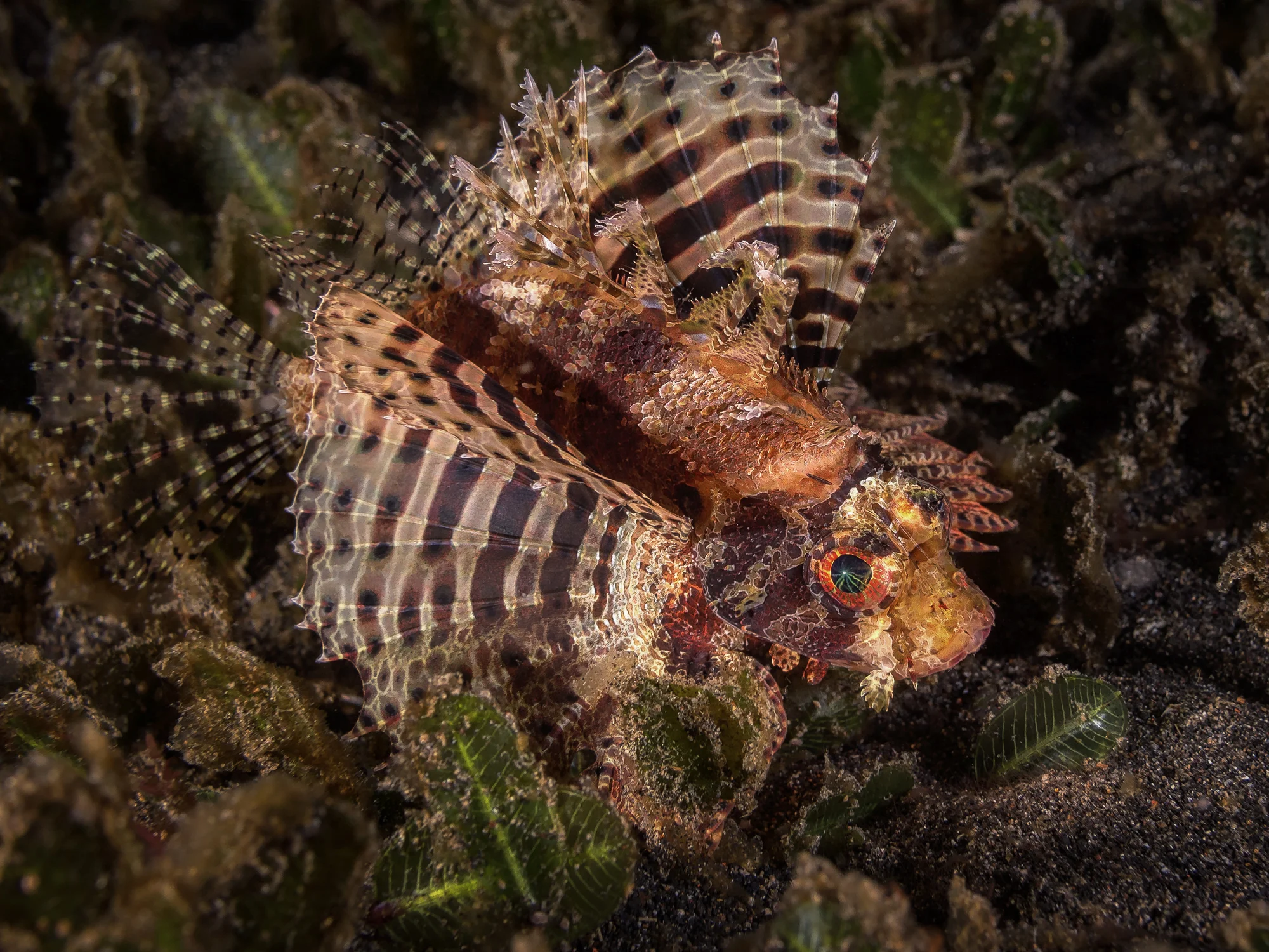lionfish_2000.jpg