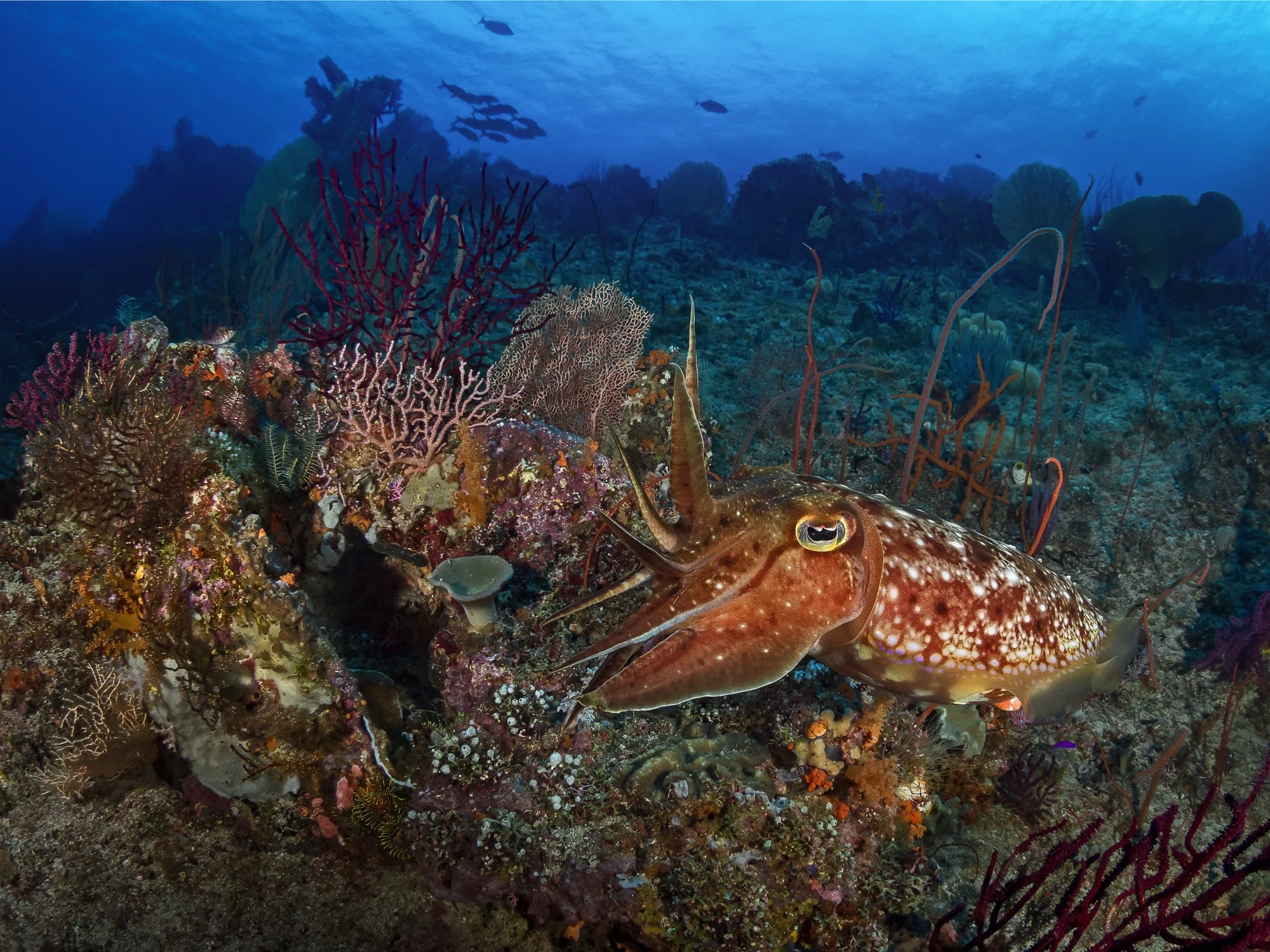reefscene_2000.jpg