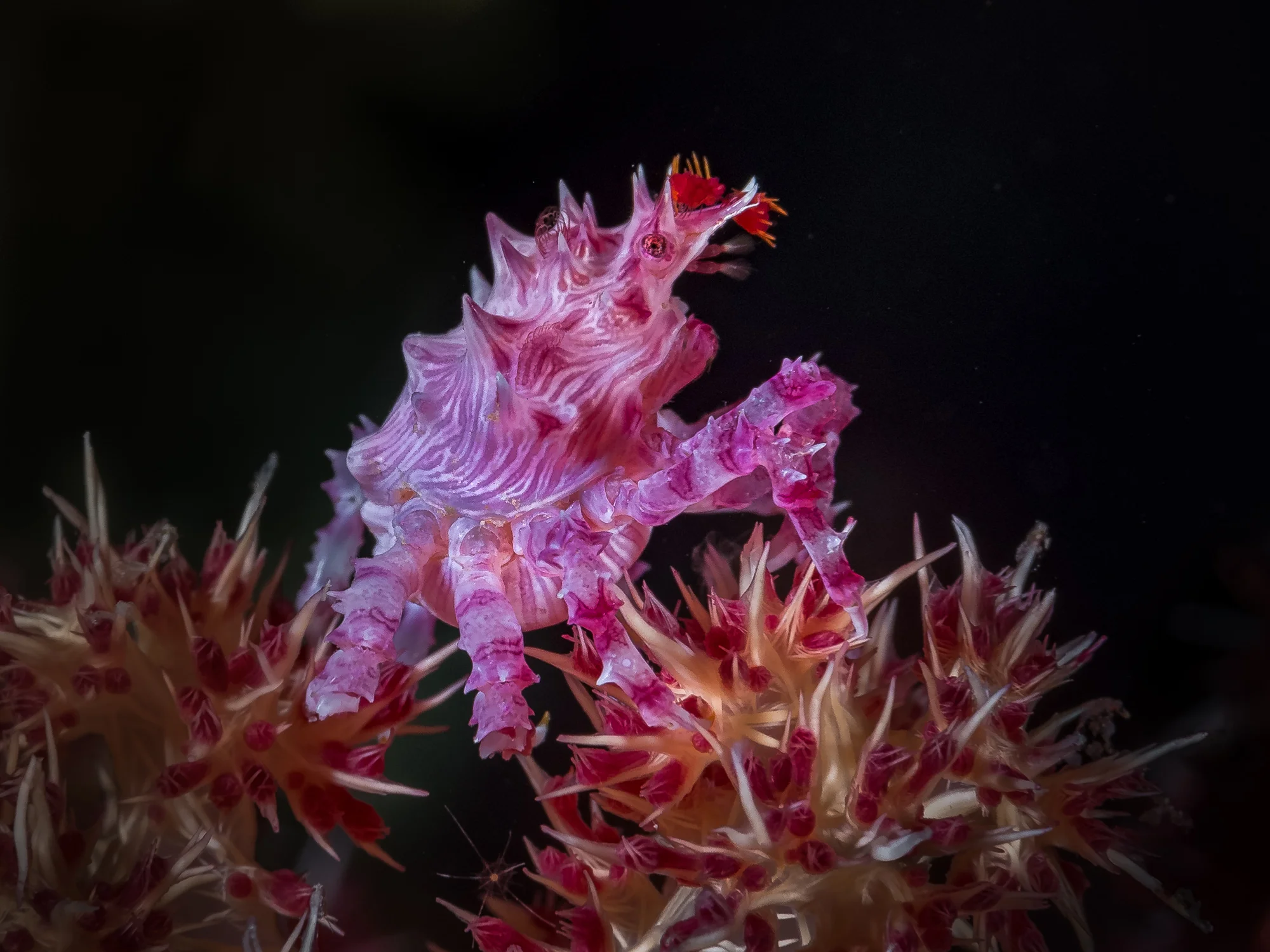 candy crab side_2000.jpg