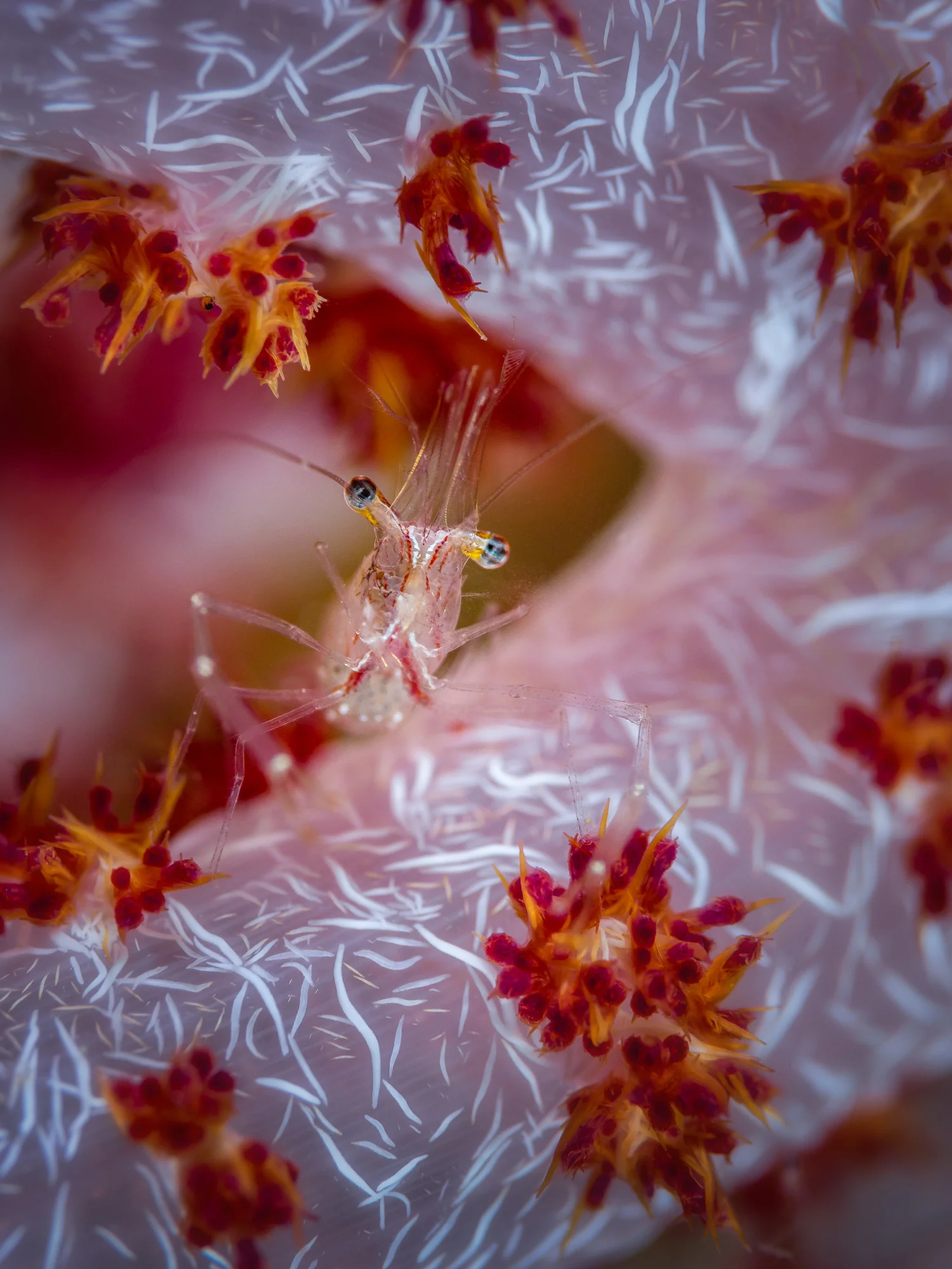 softcoralshrimpX_2000.jpg
