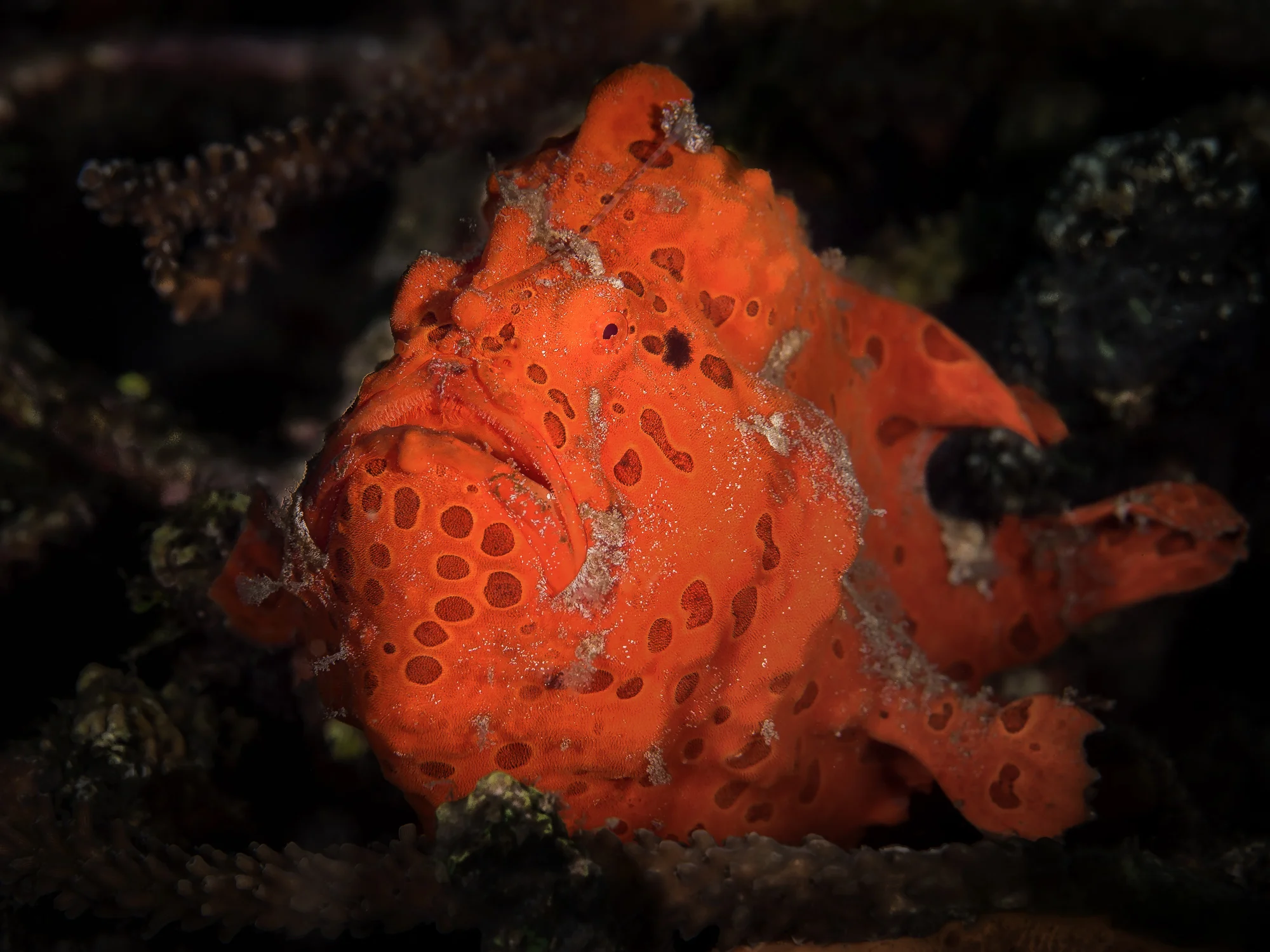 froggerorange_2000.jpg
