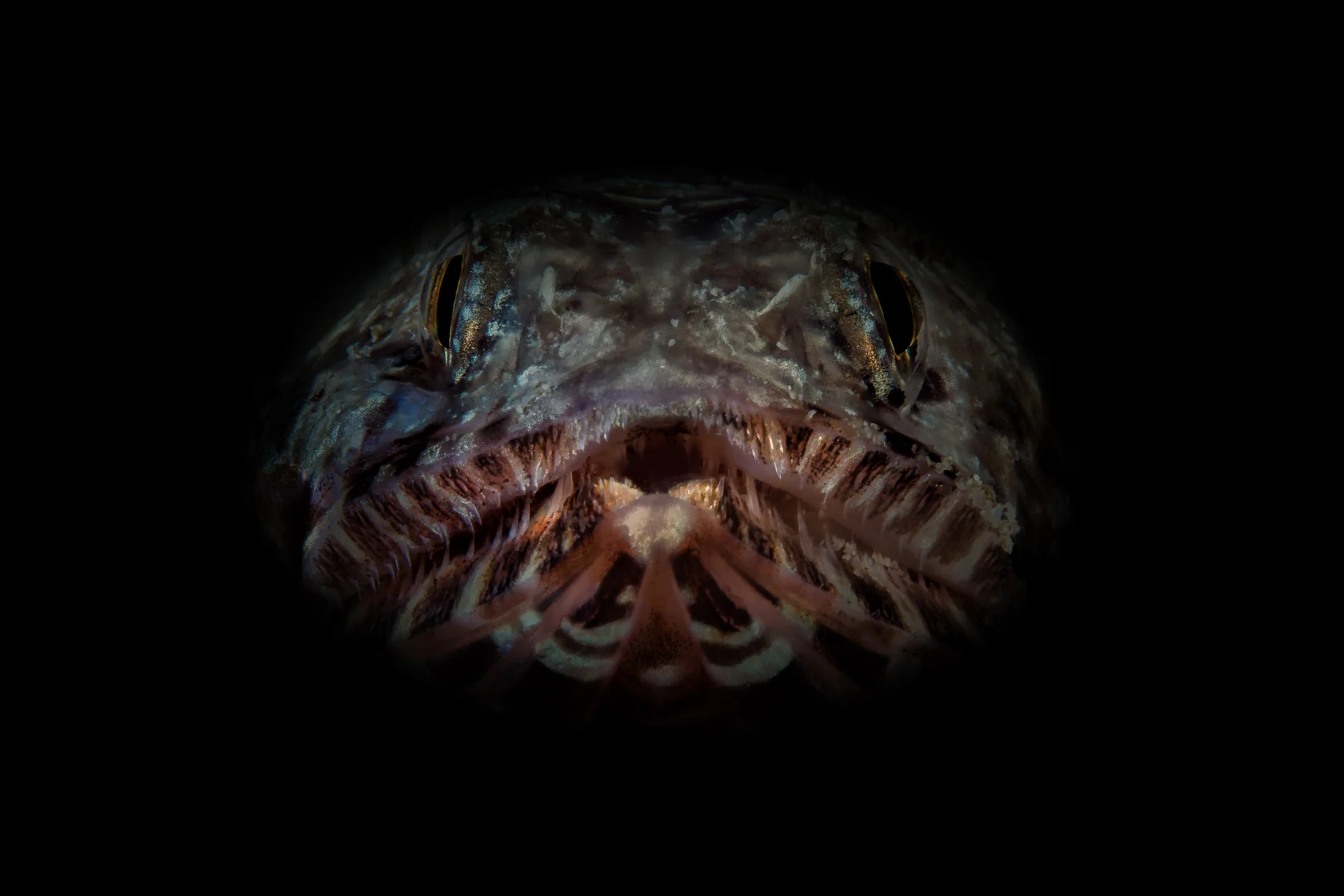 lizardfish_2000.jpg