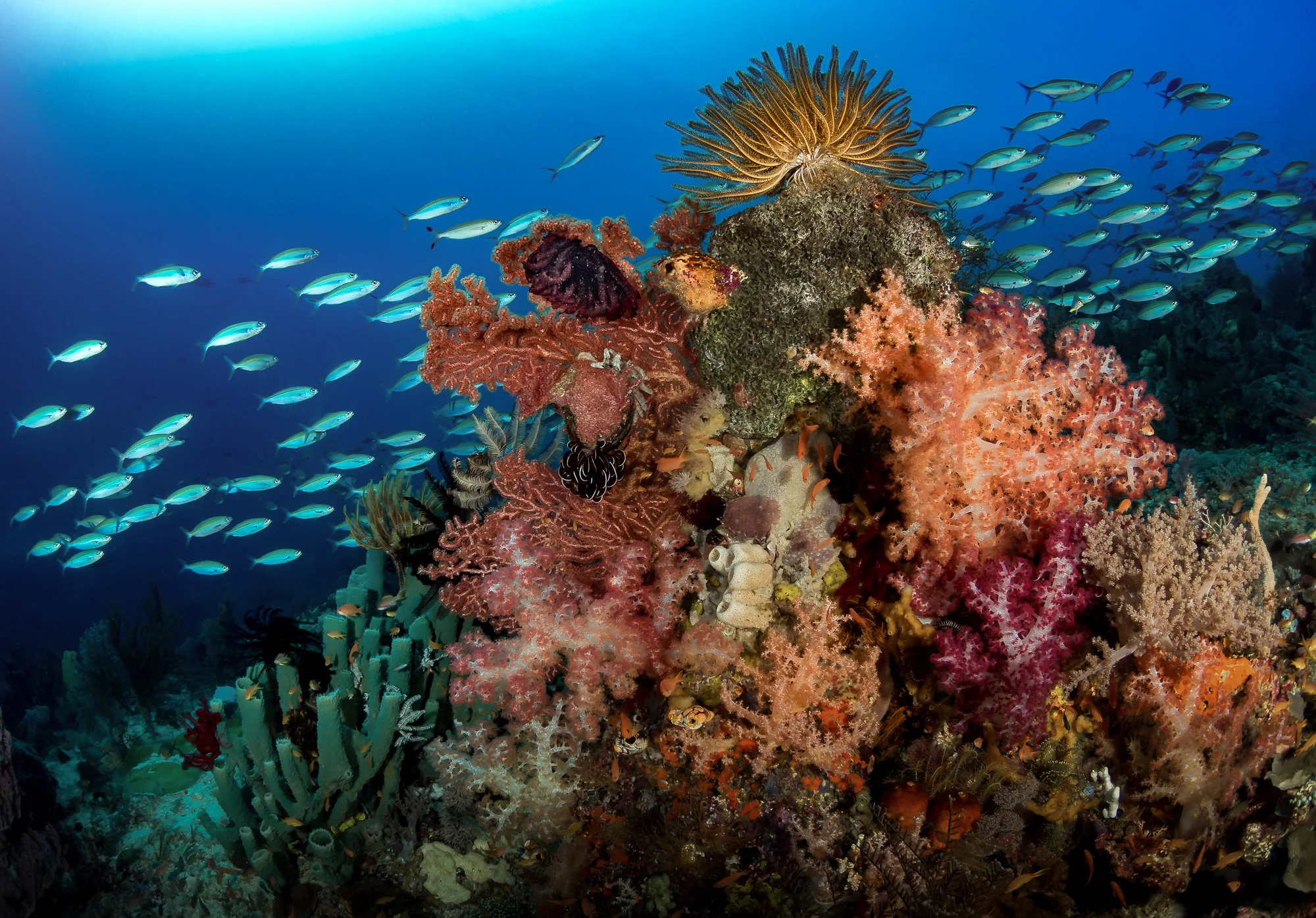 reefsceneX_2000-3.jpg