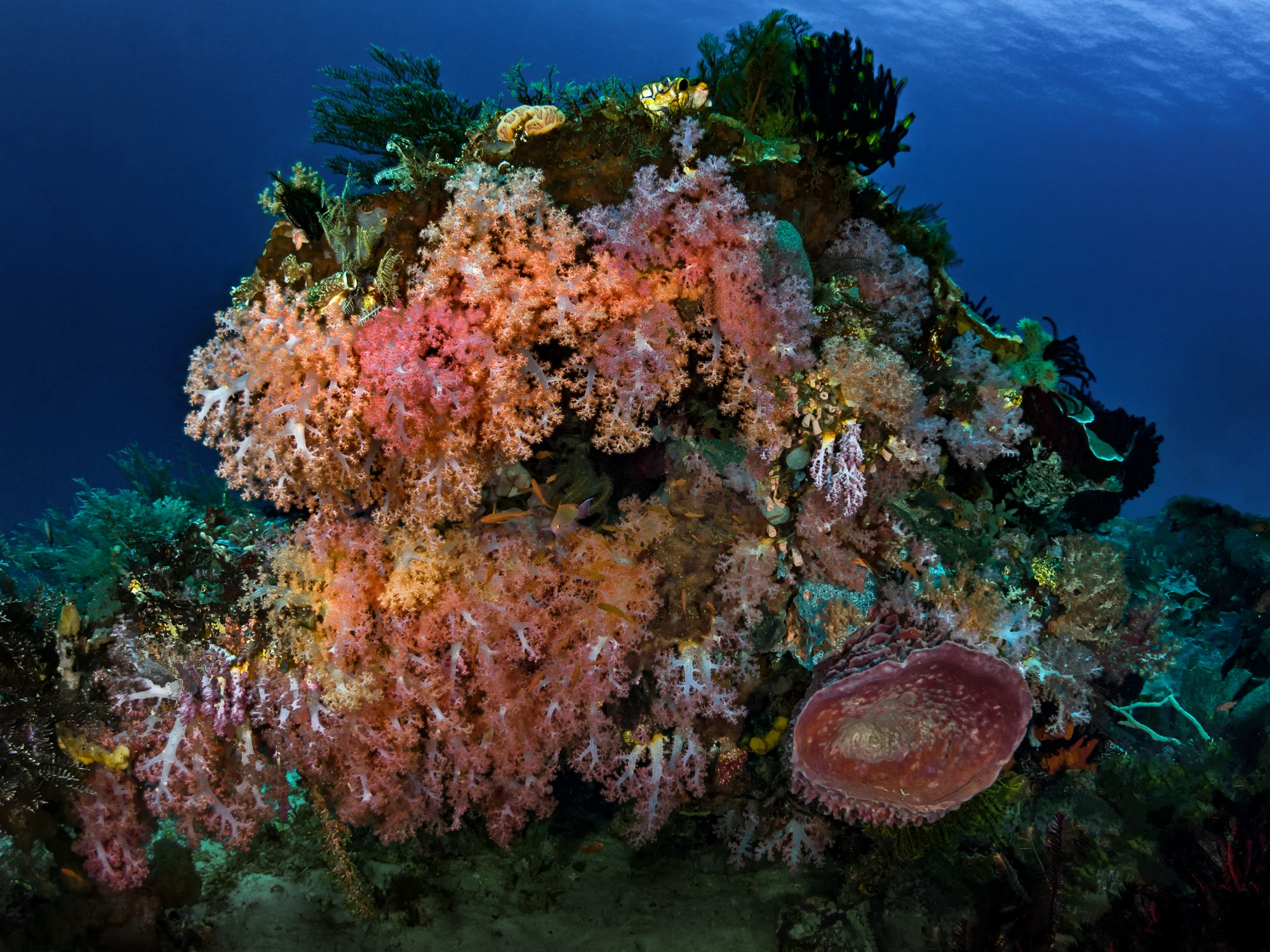 reefsceneXXX_2000.jpg