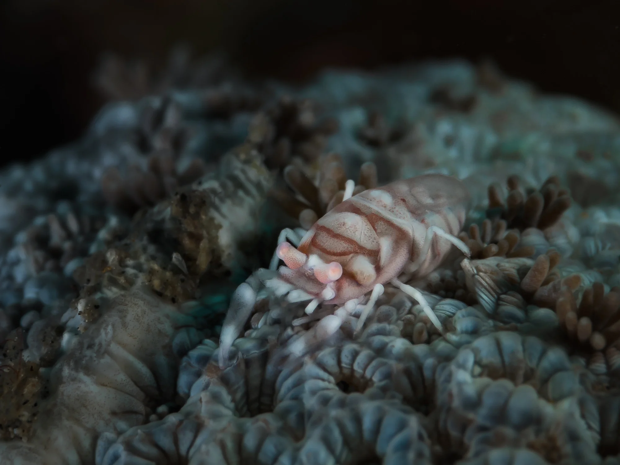 Lembeh Strait_20160829_00062-Bearbeitet.jpg