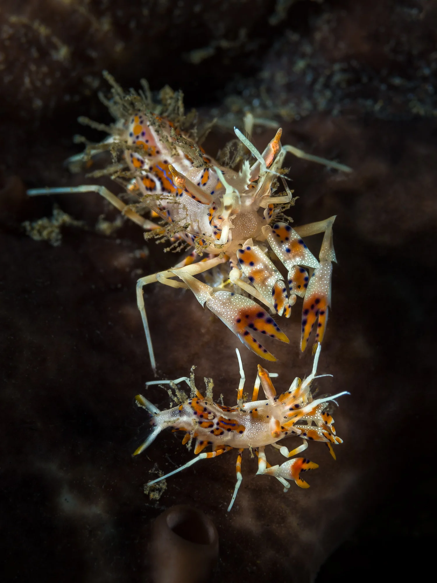 Lembeh Strait_20160829_00226-Bearbeitet.jpg