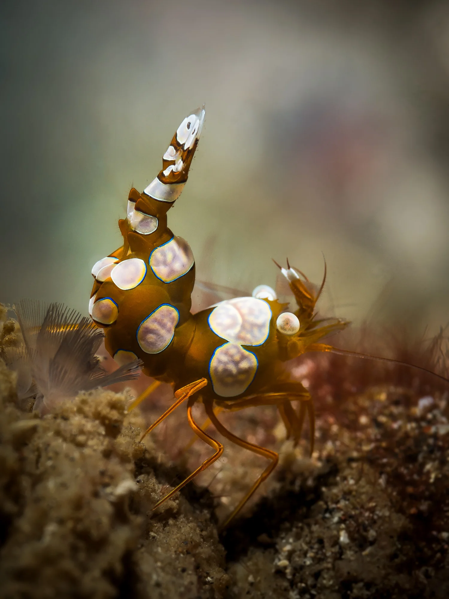 Lembeh Strait_20160829_00418-Bearbeitet.jpg