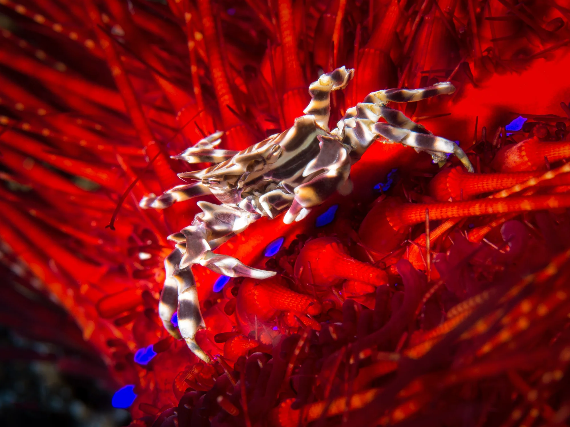 Lembeh Strait_20160829_00286-Bearbeitet.jpg