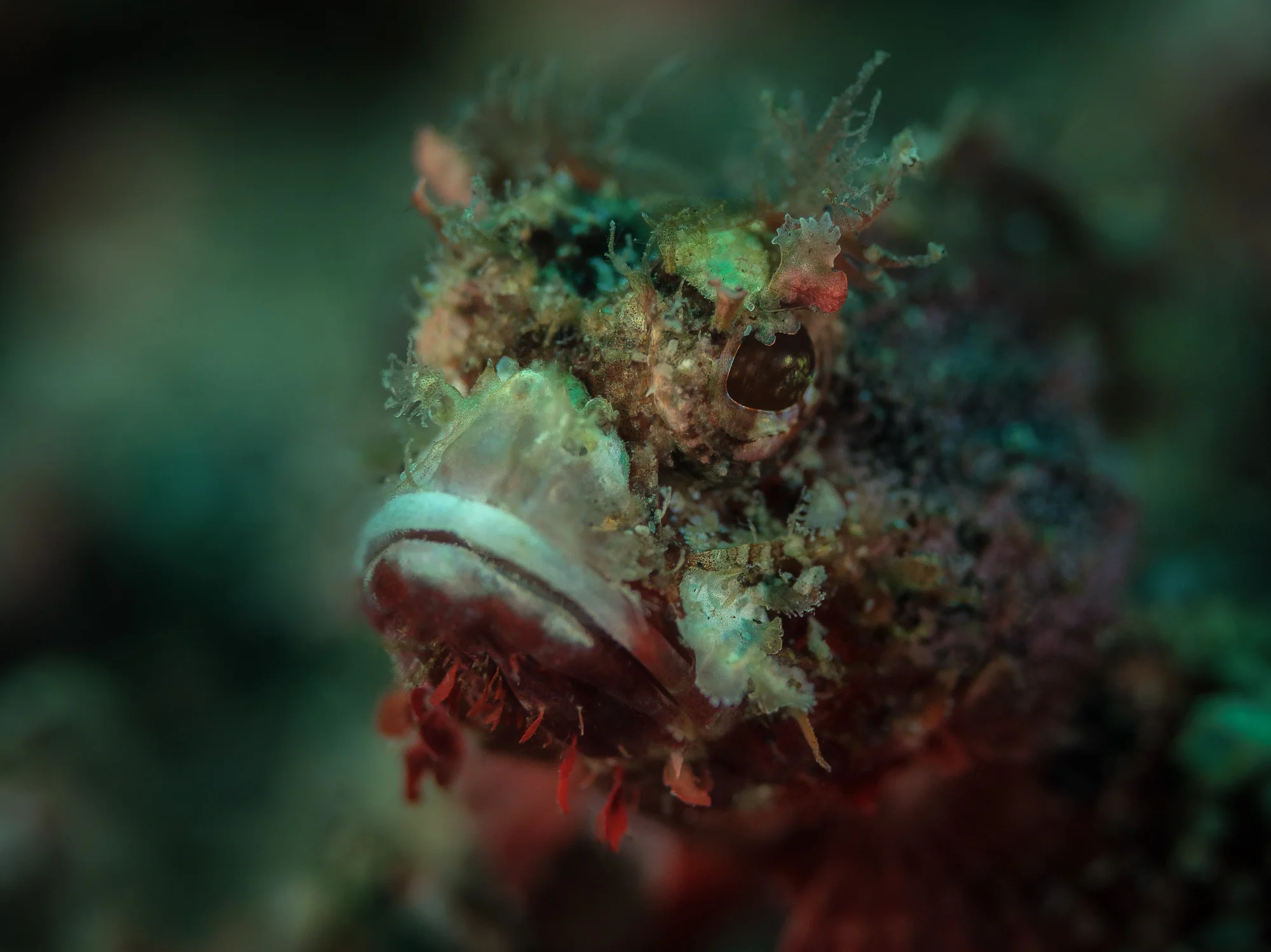 Lembeh Strait_20160829_00440-Bearbeitet.jpg