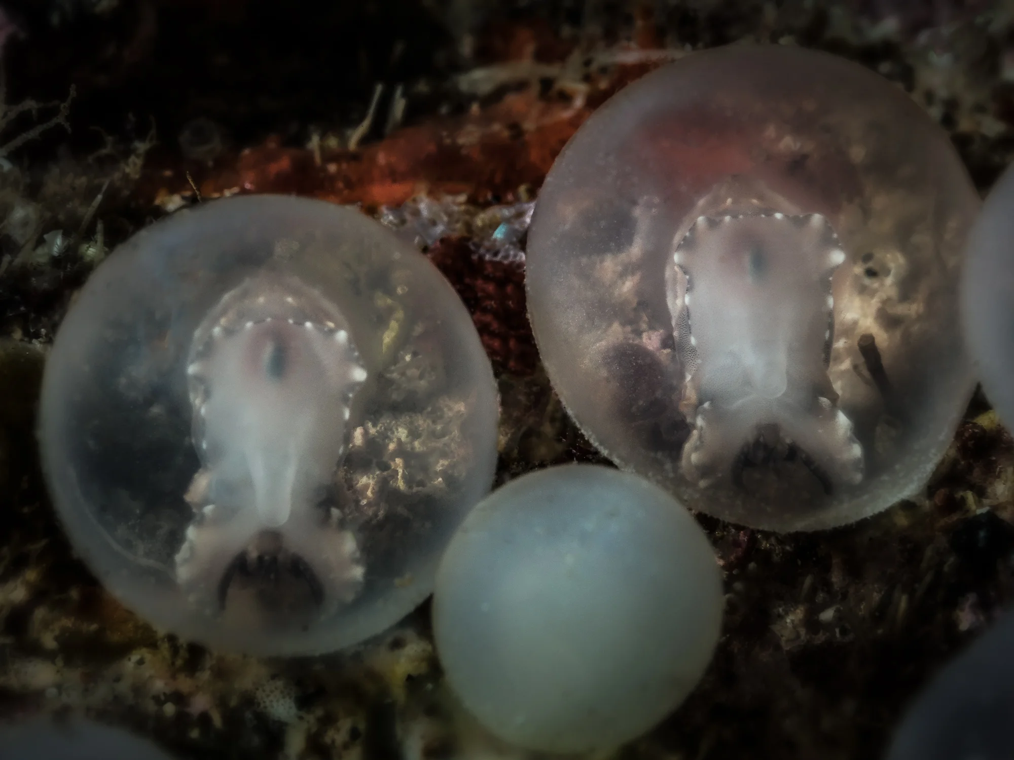 Lembeh Strait_20160829_00441-Bearbeitet-Bearbeitet.jpg