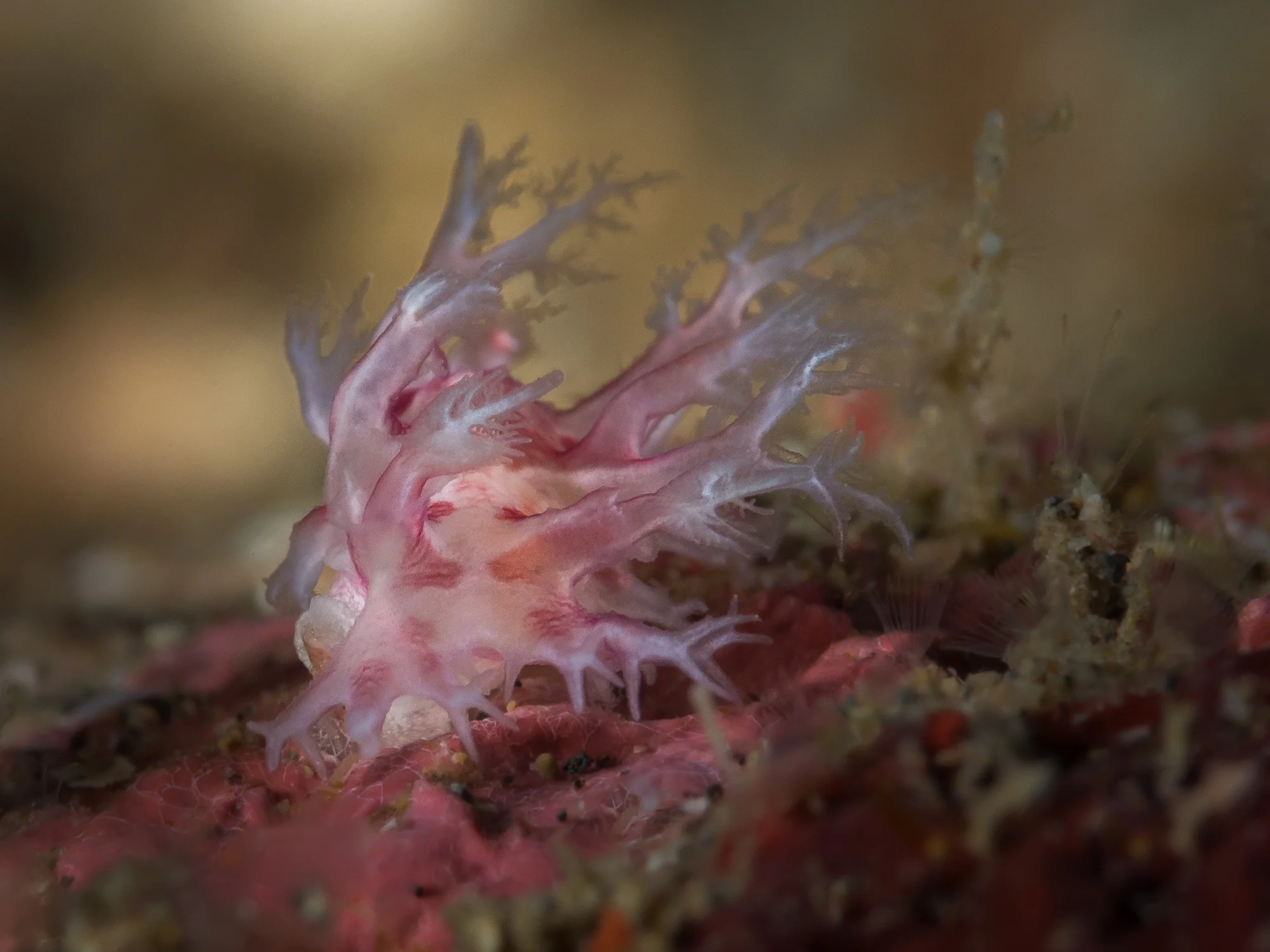 Lembeh Strait_20160903_00452-Bearbeitet.jpg
