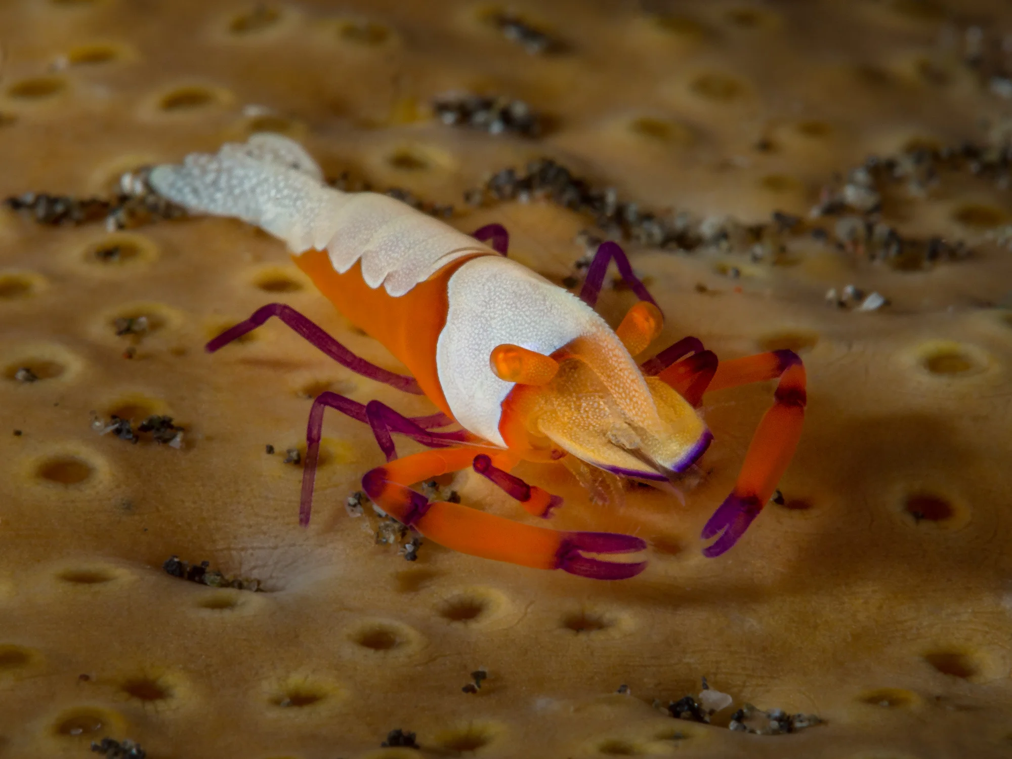 Lembeh Strait_20160904_00134-Bearbeitet.jpg