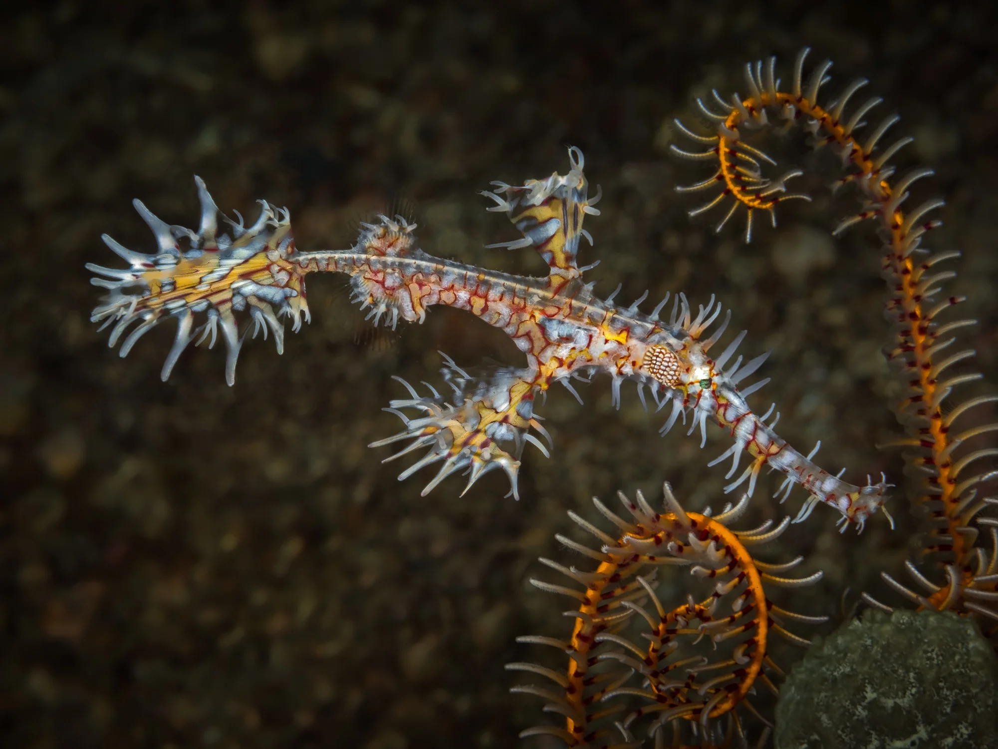 Lembeh Strait_20160907_00338-Bearbeitet-Bearbeitet.jpg