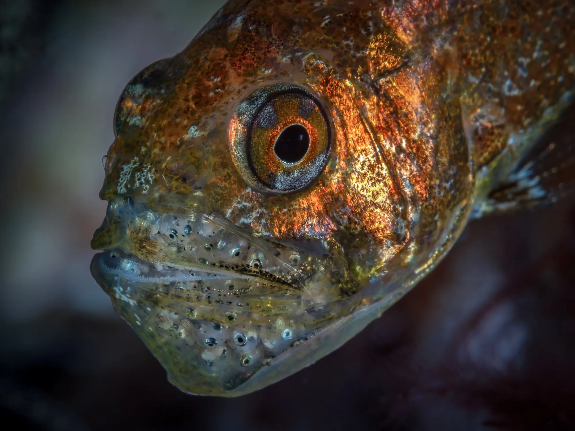 Lembeh Strait_20160907_00388-Bearbeitet-Bearbeitet.jpg