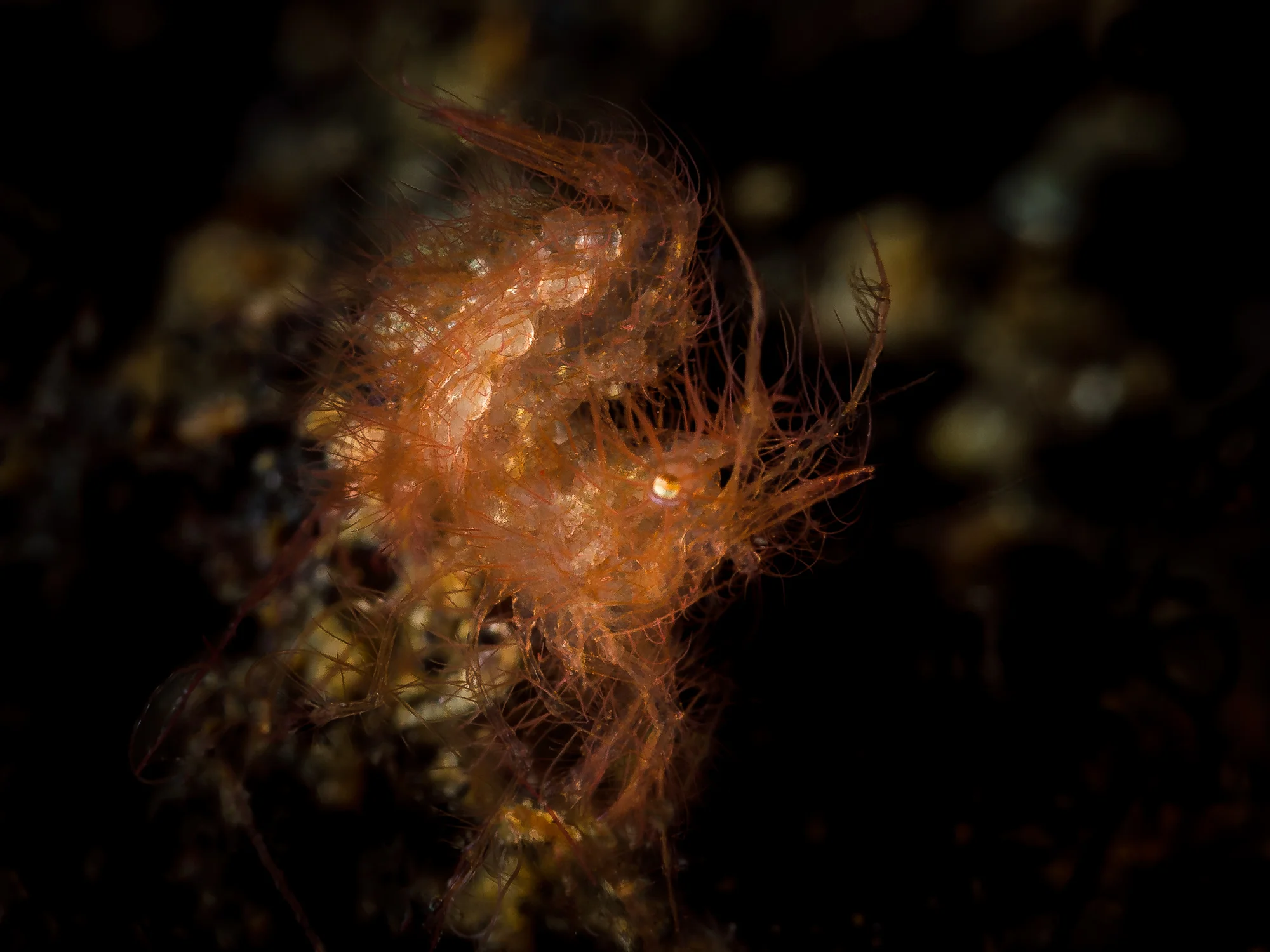 Lembeh Strait_20160908_00379-Bearbeitet.jpg